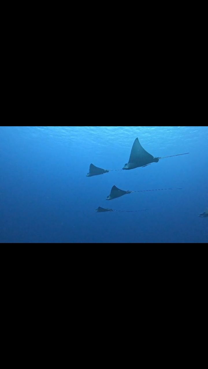Gliding effortlessly through the blue, eagle rays are one of the ocean’s most breathtaking sights — and this is the best time of year to see them in the north of the island.
During the season, these majestic creatures gather in our waters, offering divers unforgettable encounters you simply can’t plan anywhere else.
This is your season. Dive it with us. 🌊
#AldoraDivers #EagleRays #CozumelDiving #DiveSeason #cozumel