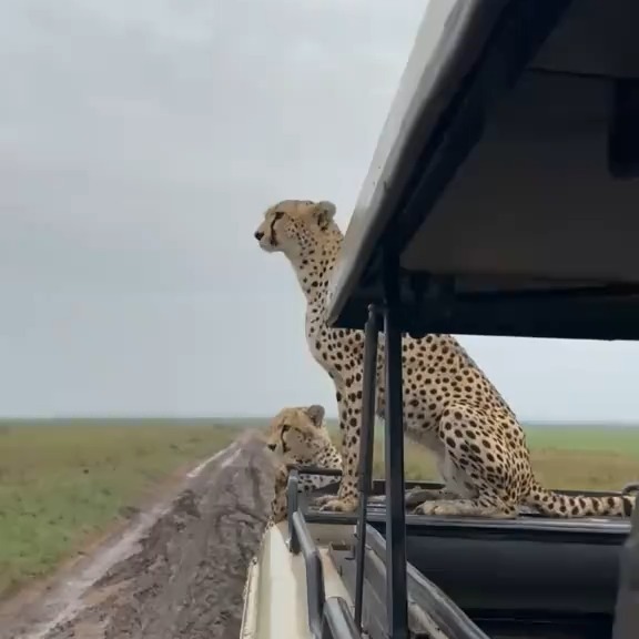 Planet Earth Expedition Cheetahs Encounter at Serengeti National Park
#wildlife_shots #safaris #traveltogether #natures #cheetah #serengeti #planetearthexpedition