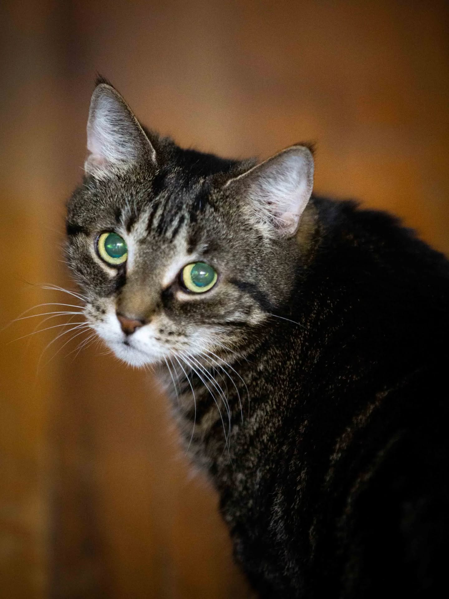 “There is a road from the eye to the heart that does not go through the intellect.” — Gilbert K. Chesterton
#petportraiture #lenstest #catsanddog #closeupphoto #eyesarethewindowtothesoul