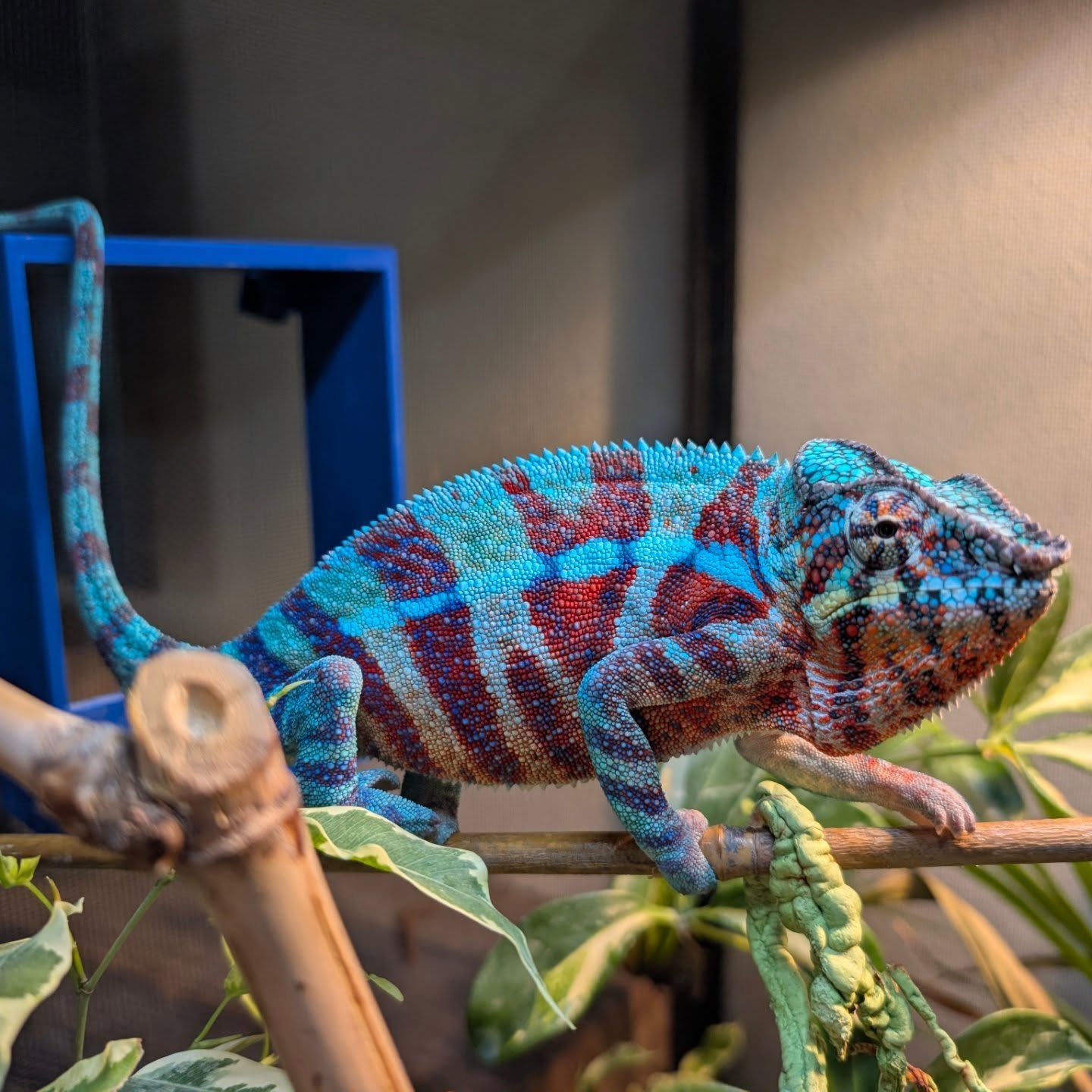 This guy's fired up from a little brown chicken brown cow. 🔥 Ambanja 💙💙💙