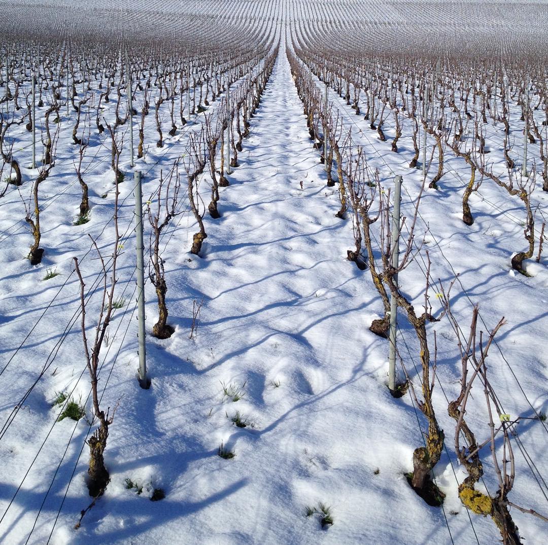 #❄️ #neige #vignes #champagne #bouzy