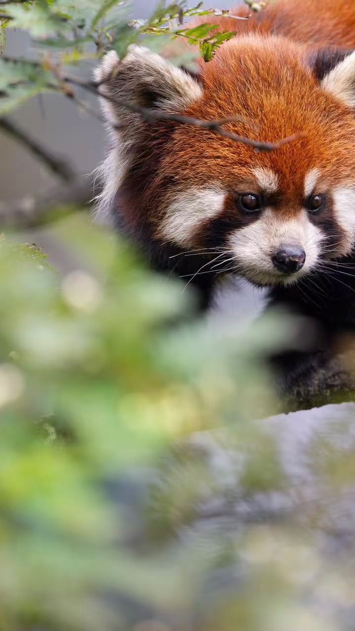 If you’re looking for a real wild kingdom, don’t search your screen. Step outside. Breathe the mountain air. Find it alive in Sichuan.
This April 2026, we invite families who travel with curiosity and care to join us in one of the most biodiverse regions in China.
Begin the morning preparing bamboo for the pandas and cleaning their enclosures. Understand what care requires, long before anyone takes a photo.
After dark, return to the forest. Walk more slowly. Listen more closely. Notice how the world continues when humans fall silent.
Stand beside travertine pools shaped drip by drip over thousands of years. Here, the patience and power of time become visible.
This journey isn’t about ticking off sights.
It’s about learning to see.
🌿 April 2026 | Sichuan, China
🐼 Limited seats. Participation by application.
🔗 Link in Bio to begin.
Follow @woksandwonders for journeys that root you.
#SichuanWild #FamilyFieldLearning #PandaConservation #woksandwonders