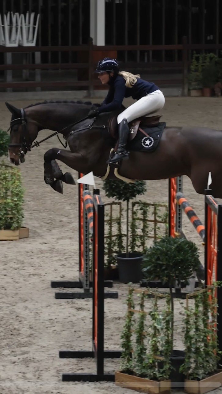 New In! GP Prospect ⭐️ SARABI VD GULDENNAGEL ⭐️ 8yo mare by Casino grande, 16h2, 1.30 level. Overly talented jumper, top canter, freaky front end. Great mind. Real light modern type jumper. Ideal for someone who wants a nice step, catty jump and a lot of range. Gives a spectacular feeling on the jump. Snaffle mouth, eager to please personality. Easily a future 1.45 horse. There are certainly horses with less scope that do the 1.60. With the right partner, unlimited potential. One to develop, not mareish, simple to bring along in a program. 💫