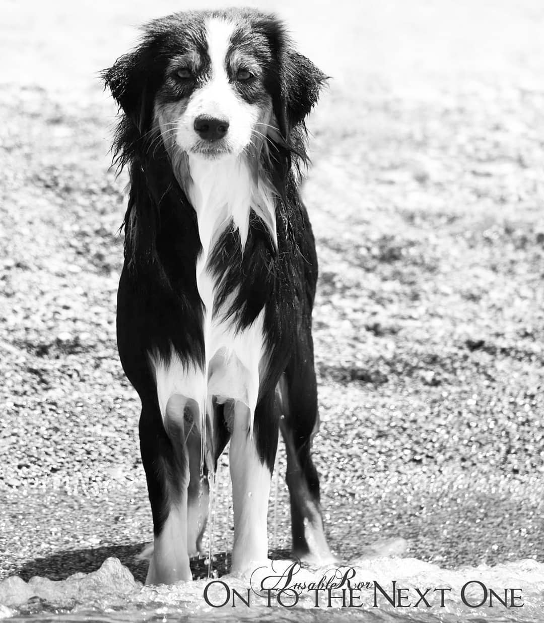 Pretty Lainey #aussiesofinstagram #ausableriveraussies #lainey #waterdog #dogstagram #aussiesofig #aussie #australianshepherd #blacktri