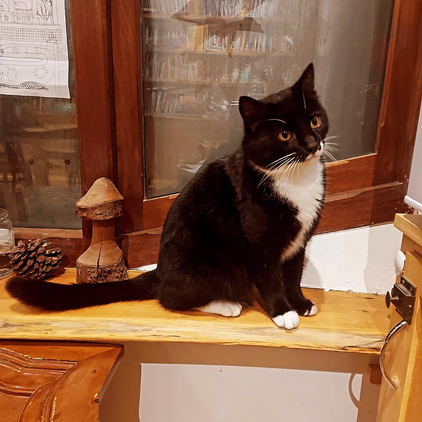 Welcome back Mischief! Look who joined @snakestonestories for their storytelling circle this evening!