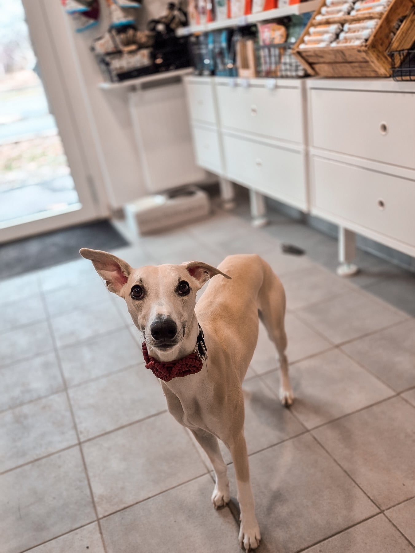 Bellini mit seinem neuen Boho Halsband 🥹❤️
#hundeladen #hundezubehör #hundegeschäft #wien