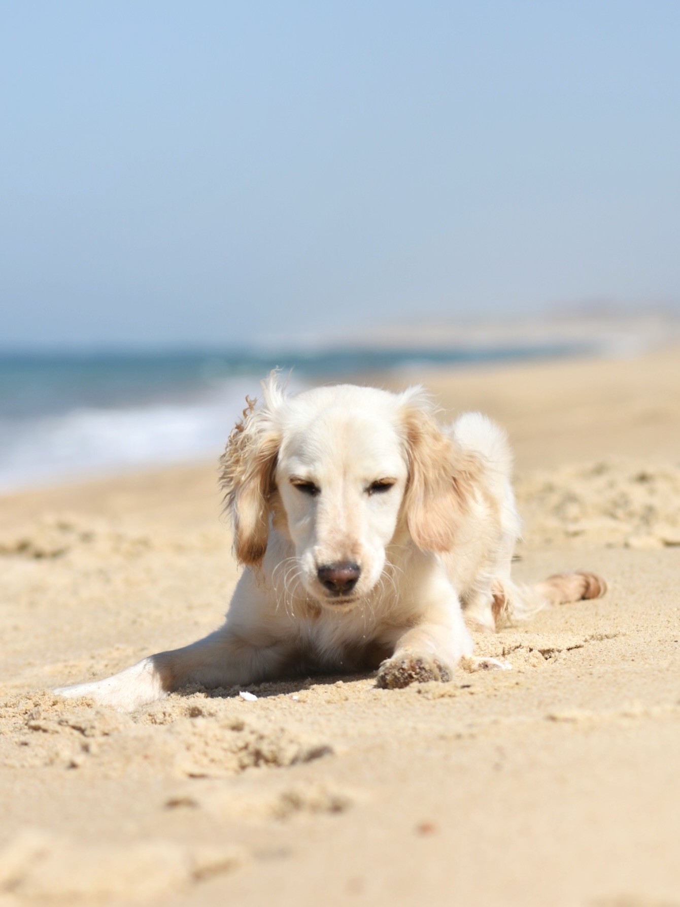 Ce petit soleil pour éclairer votre semaine ☀️
Souvenirs de Hossegor, elle avait 8 mois📍
#dog#dogs#chien#communicationanimale#cocker