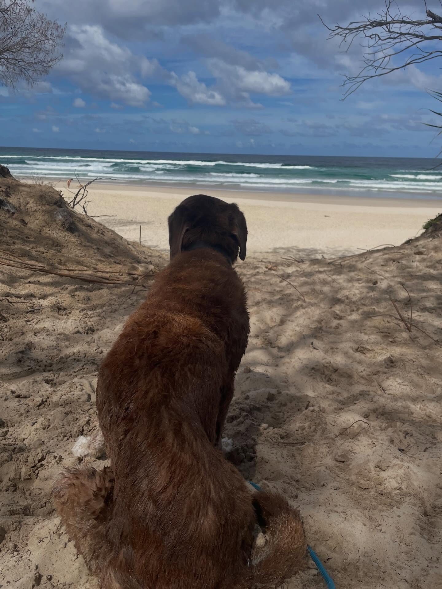 Jakey and his beloved beach 🤎