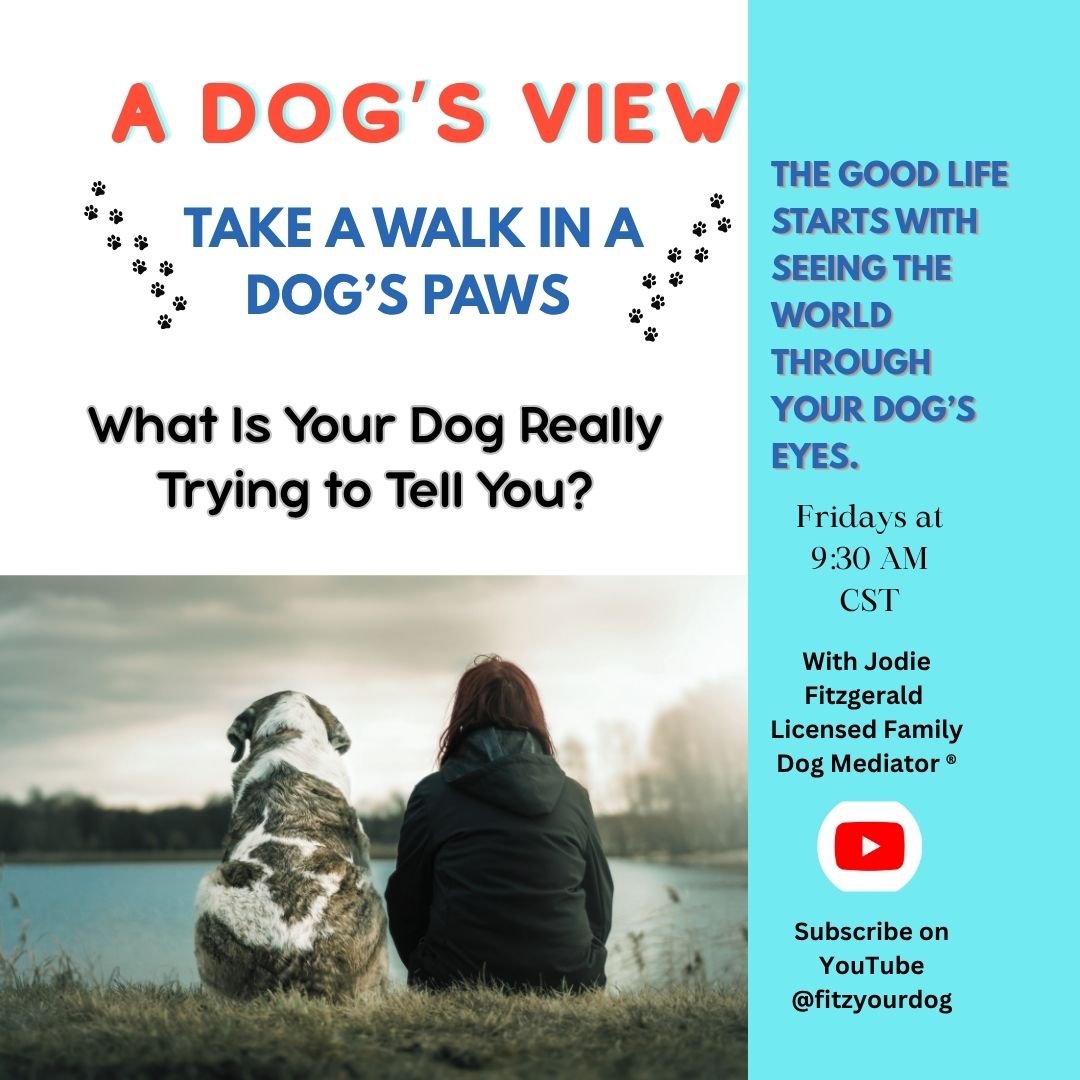 🐾 𝐓𝐮𝐧𝐞 𝐢𝐧 𝐞𝐯𝐞𝐫𝐲 𝐅𝐫𝐢𝐝𝐚𝐲 𝐚𝐭 𝟗:𝟑𝟎 𝐀𝐌 𝐂𝐒𝐓 𝐟𝐨𝐫 𝐀 𝐃𝐨𝐠’𝐬 𝐕𝐢𝐞𝐰 𝐰𝐢𝐭𝐡 𝐉𝐨𝐝𝐢𝐞 𝐅𝐢𝐭𝐳𝐠𝐞𝐫𝐚𝐥𝐝 𝐨𝐧 𝐘𝐨𝐮𝐓𝐮𝐛𝐞! 🐾
This is the show for dog lovers who want to dive into all things DOG — the good, the bad, the funny, and even the tough stuff.
We talk about dogs’ truth — who they are, how they see the world, and why they behave the way they do.
You'll gain real insight into dog behavior and walk away empowered with knowledge that brings clarity, compassion, and solutions that work — making life better for both you and your dog.
🎥 Catch all episodes of A Dog’s View on YouTube now!
👉 Watch here: https://youtube.com/playlist?list=PLuy4x2iss-WMtJR5Azz4K4JWr3j8KeAoE&si=U76kscvAsRKERdJV
🐶 Don't forget to LIKE & SUBSCRIBE to stay connected with the dog’s perspective!
#understandingchangeseverything #fdm #Learning #Environment #Genetics #self #itallmatters #dogsbeingdogs #petbonding #familydogmediation #doglove #liveinthenow #connection #relationships #interpretations #stepintoyourdogspaws #doglife #beyondtheoperant #nobaddogs #doglifestyle #sniffspot #unconditonallove #yourdogiswaiting #dogsofinstagram #rescues #buildconfidence #enrichment #confidence #foster