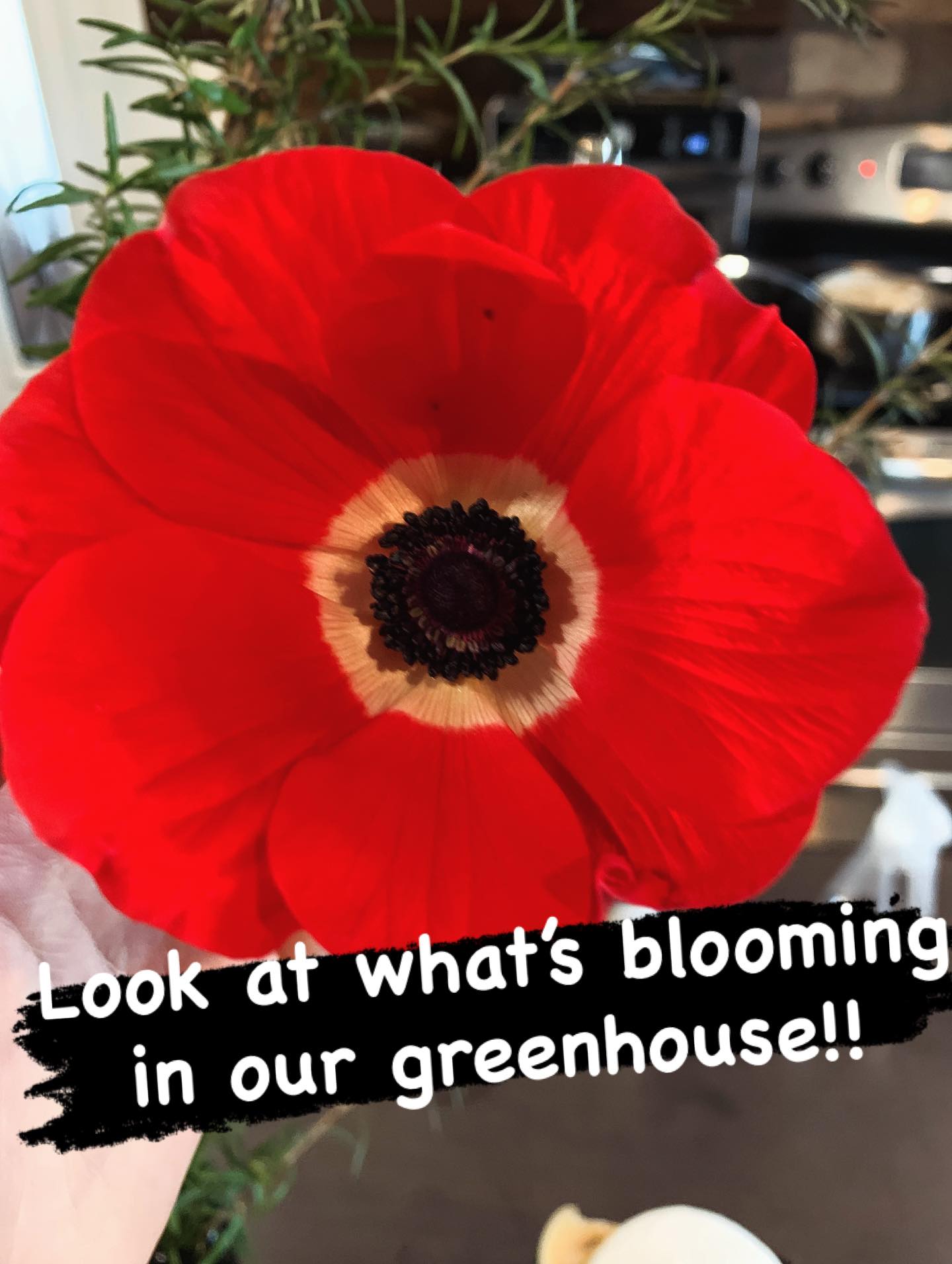 Look at what’s out in our greenhouses! Spring must be here soon 😁 #spring #springiscoming☀️ #springflower #flowers #stratfordflowers