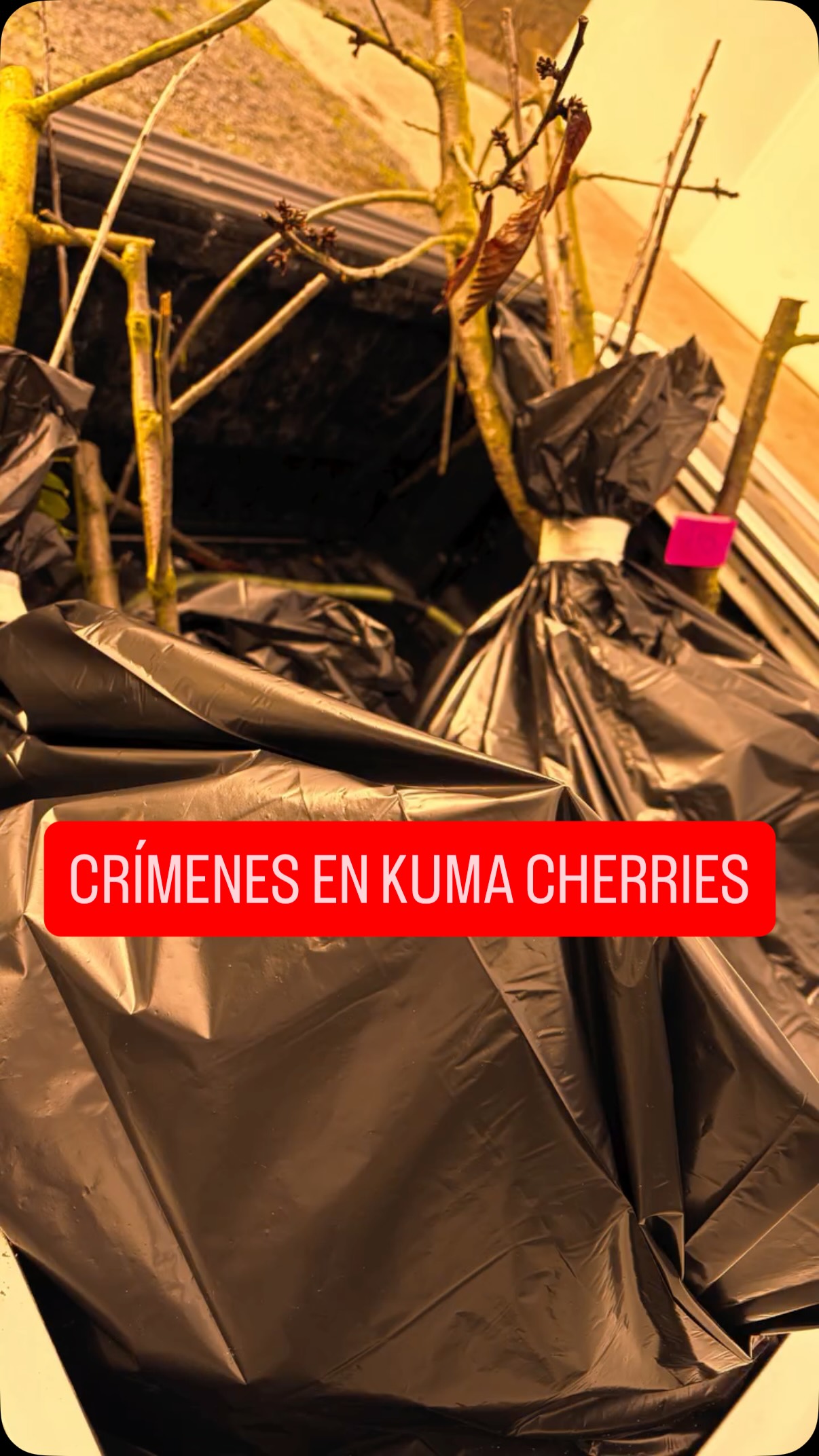 Analizar la madera es un aspecto clave para conocer el estado de salud de los cultivos…aunque toque hacer algún que otro sacrificio…#allande #suroccidentedeasturias #cerezas #cherries #asturiasparaísonatural