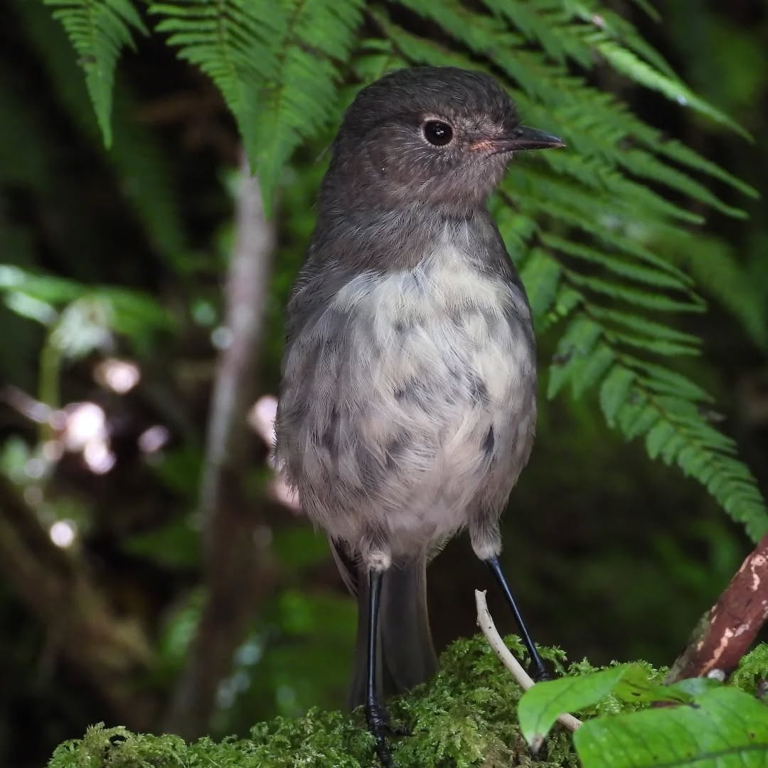 South Island Robin, always there to greet you on the tracks, share a little bit of thier day with you. Delightful birds.
#nzrobin #karamearobin #toutouwai