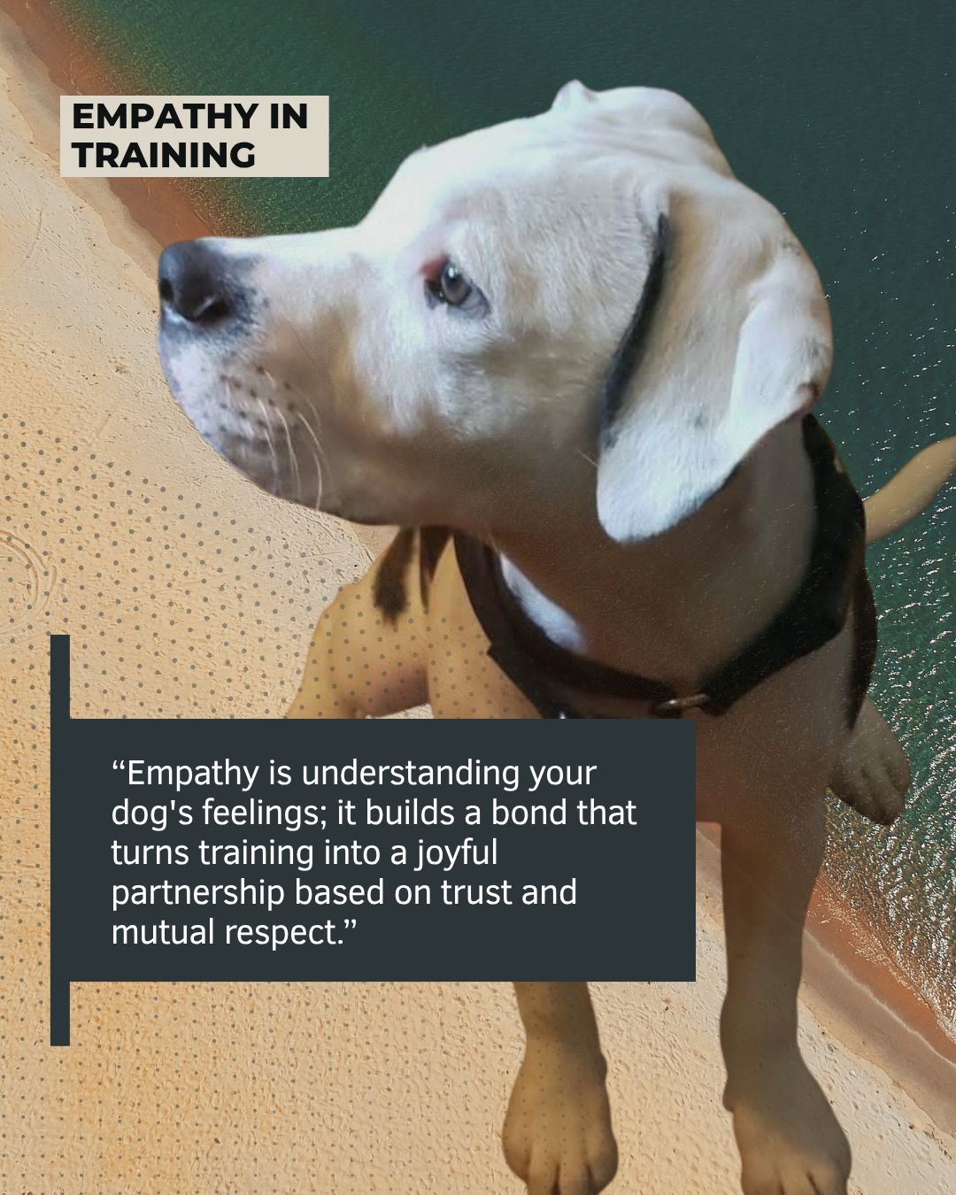 Peaceful homes start with calm dogs. Imagine your daily walks feeling joyful again.
This is what happens when empathy meets proven training. In just weeks, families like yours discover relief and connection with their dogs.
Ready for a transformation? Call 832-341-4578 or visit citizencanines.net. ๐