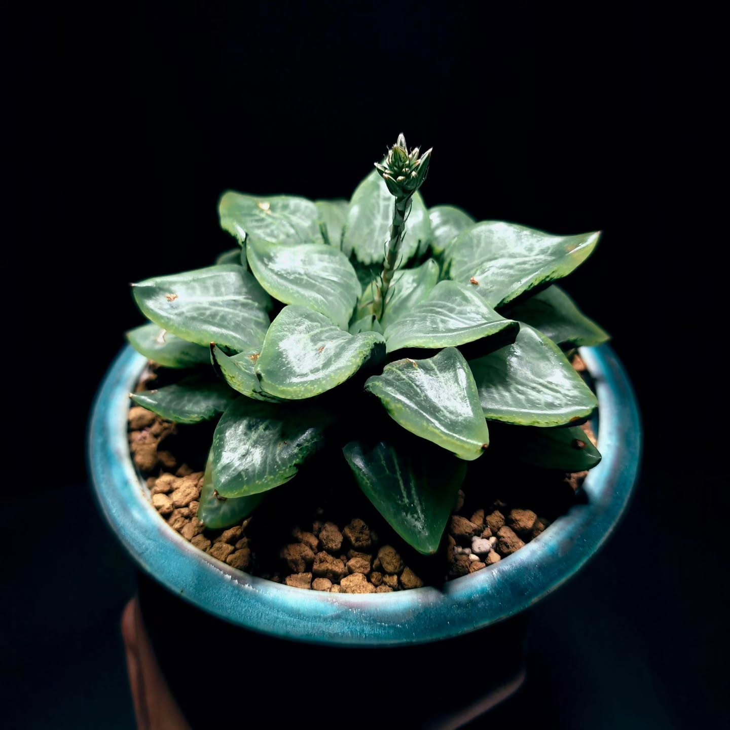 Haworthia Comptoniana 'Ranbu' large mother plant
14 cm diameter pot
Indoor growlight 10k lux / 12 hours daily
Full watering once every 7-8 days
#haworthiacomptonianahybrid #haworthiaranbu #haworthiacollection #indoorplants
