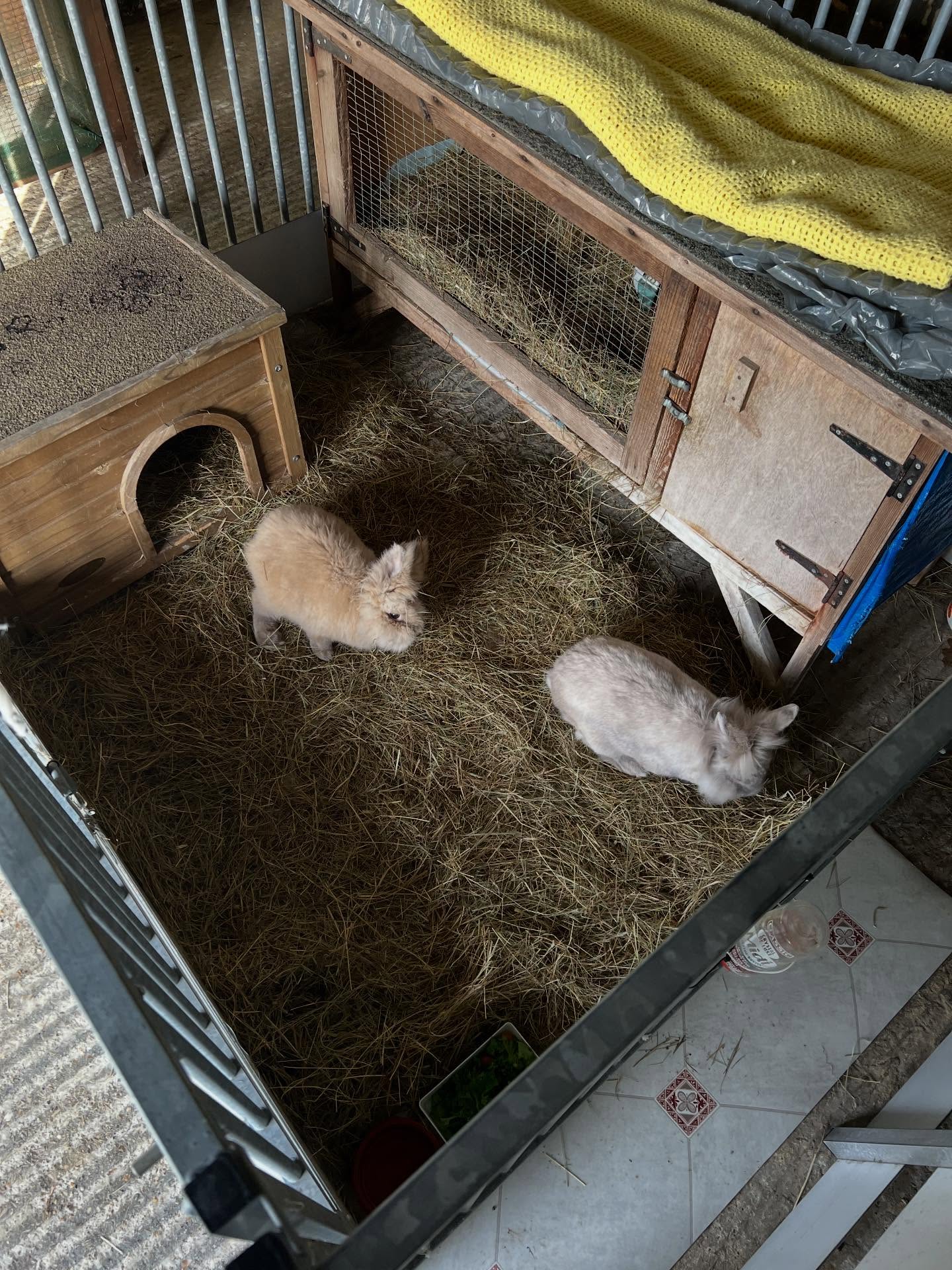 Even during the winter months where the grass isnβt a viable option for our small animals, we ensure they have separate day time safe enclosures that they can have a change of scenery in, safely roam and enjoy their vegetables. They even managed to see a slight bit of sun today π°