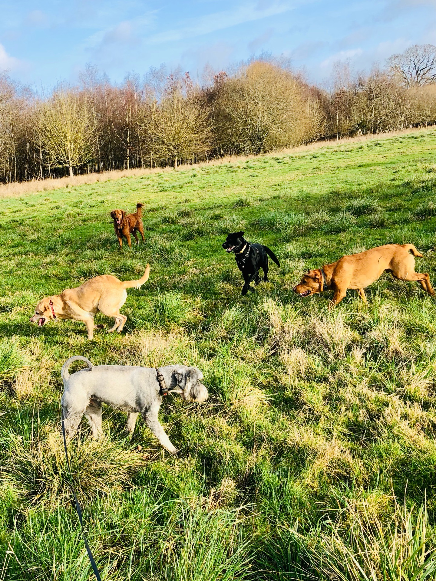 😝🐾❤️
If your dog would like to have a walk with us then contact us at www.ardendogwalking.co.uk and check out our half-day experience.
#ullenhall #tanworthinarden #hockleyheath #henleyinarden #dog