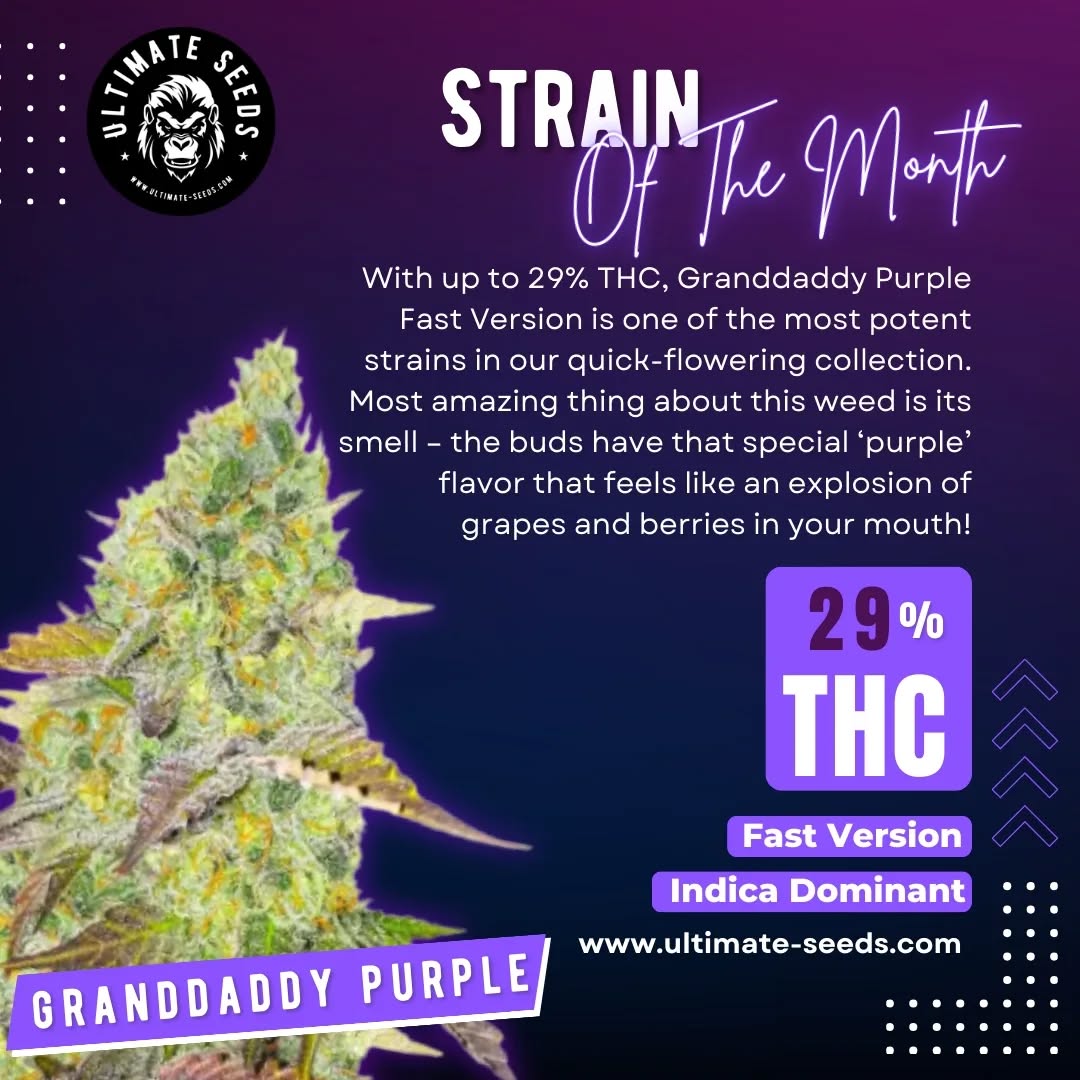 Meet Our "Granddaddy Purple".💚💜💚💜