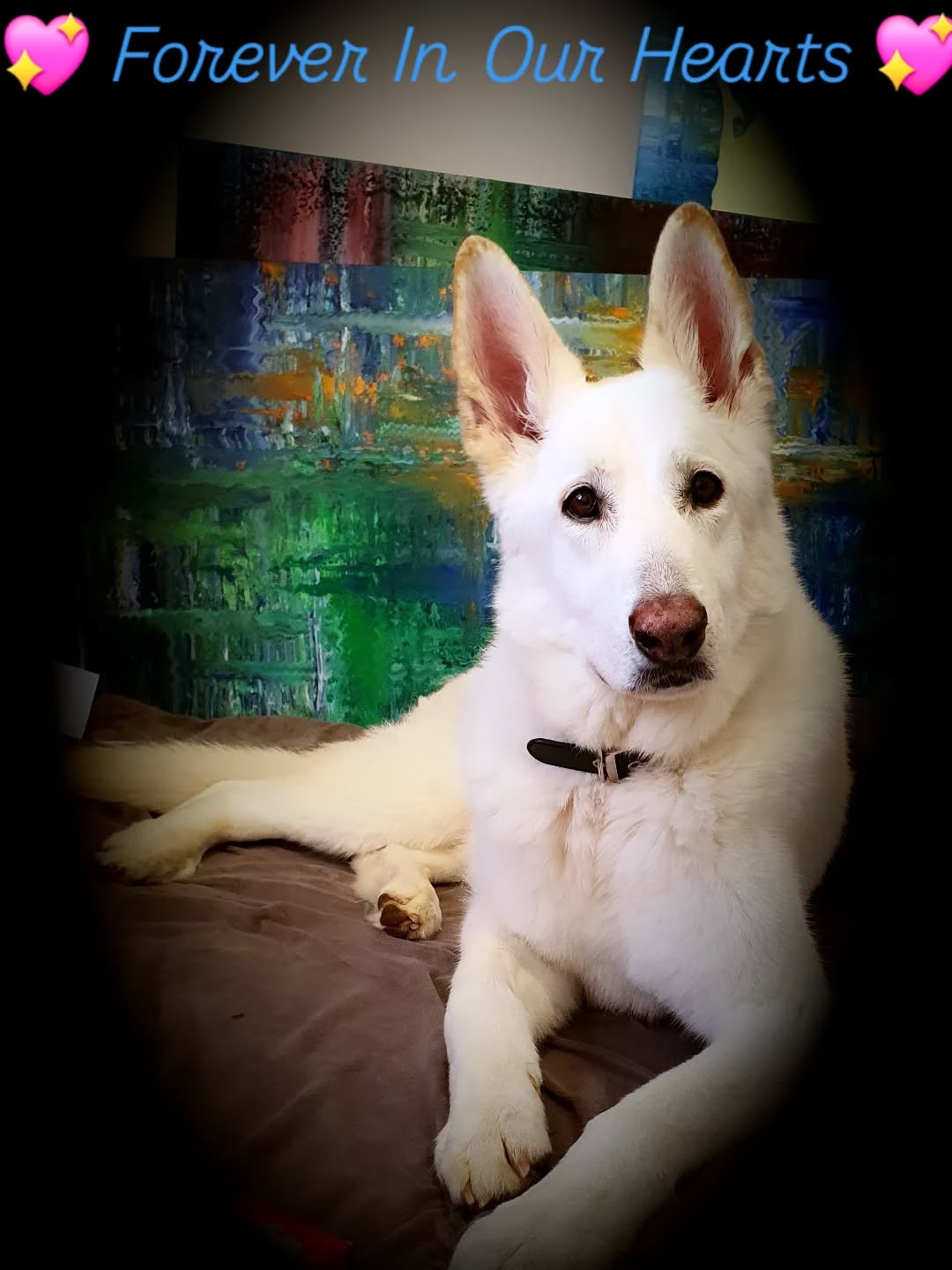 RIP Dante, I hope the love I hold for you carries you to fields of frisbee's and endless treats of honeyed ham, steaks and omelettes. Thank you for the beautiful 14 years of unconditional love and affection, I honestly don't know how I'm going to live without you reminding me when to go for walks and get a snack. Know you are loved and missed an indescribable amount.