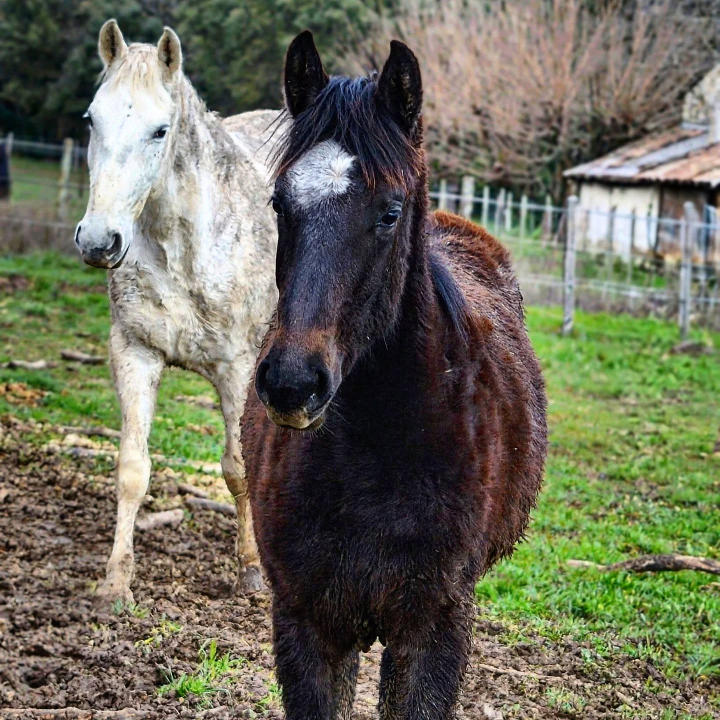 Le saviez-vous ? ✨️
Les Lipizzan naissent noirs… et deviennent blancs avec le temps 🤍🐎
À la naissance, leur robe est généralement noire, baie ou très foncée. Puis, au fil des années, ils s’éclaircissent progressivement jusqu’à devenir presque entièrement blancs, souvent entre 6 et 10 ans.
Ce n’est pas qu’ils “changent de couleur”, mais qu’ils portent le gène gris, responsable de ce blanchiment progressif.
Une transformation fascinante, qui fait partie de la magie de cette race emblématique 💫
📷 Prada (Fagaraseanca)
