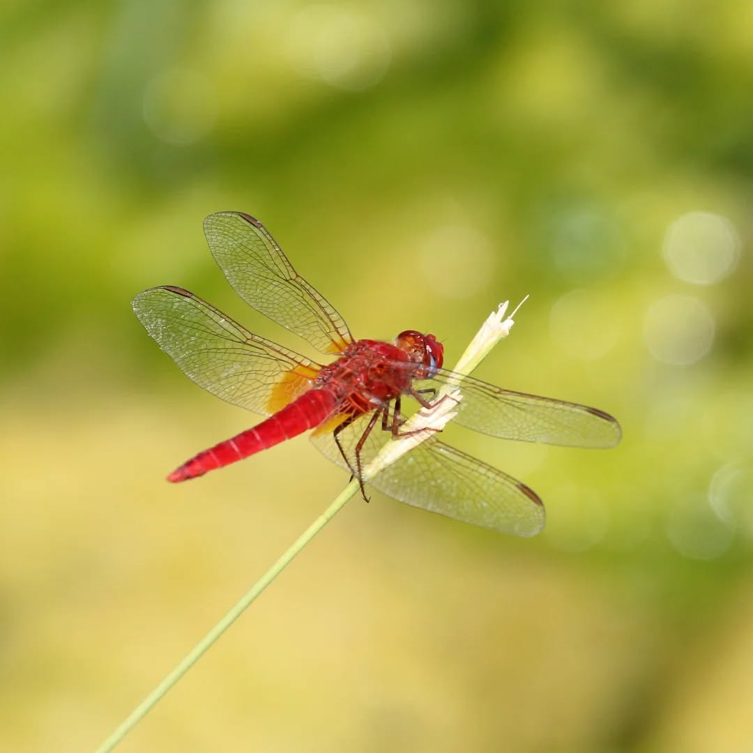 Looking forward to seeing these beauties soon. Scarlet darter.
#islandwildlife #kefaloniawildlife #greekwildlife #guidedwildlifewalks #dragonfly