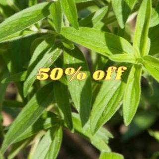 Fresh, certified-organic Mountain Mint (Pycanthemum virginianum) — now 50% off for a limited time! Choose dried packs (1/4 lb, 1/2 lb, 1 lb) or local fresh 2 lb when available. Perfect for teas, aromatics, and herbal blends. Limited stock — order now: https://wix.to/IqivKjN
Highlights: certified organic · small-batch · local pickup available
#MountainMint #OrganicHerbs #HerbalTea #LancasterFarmacy #Botanical #HerbalRemedies #Sale