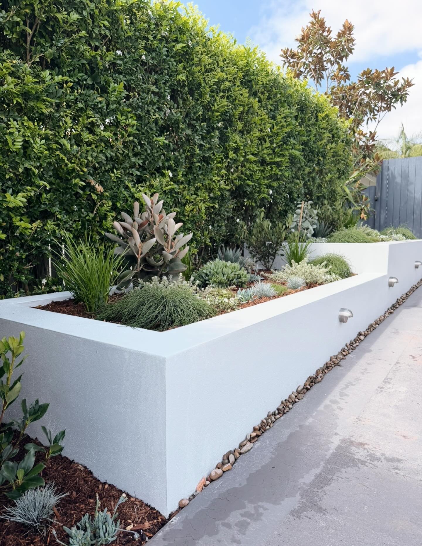 An empty space no more | This recently renovated garden now has a raised planter box featuring low maintenance structural plants. In time, the trailing species will spill over the wall giving this garden a new, lived in look.