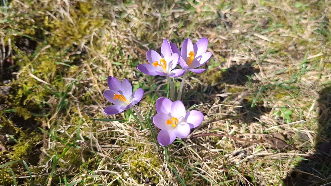 No War on Iran.
전쟁으로 평화가 오는가?
봄이 오고 있다.
아름다운 꽃들이 봄을 맞아 피어나고 있다.
세상의 모든 이들과 함께
평화로운 일상에서 봄을 맞이 하고 싶다.
No War. Stop War.