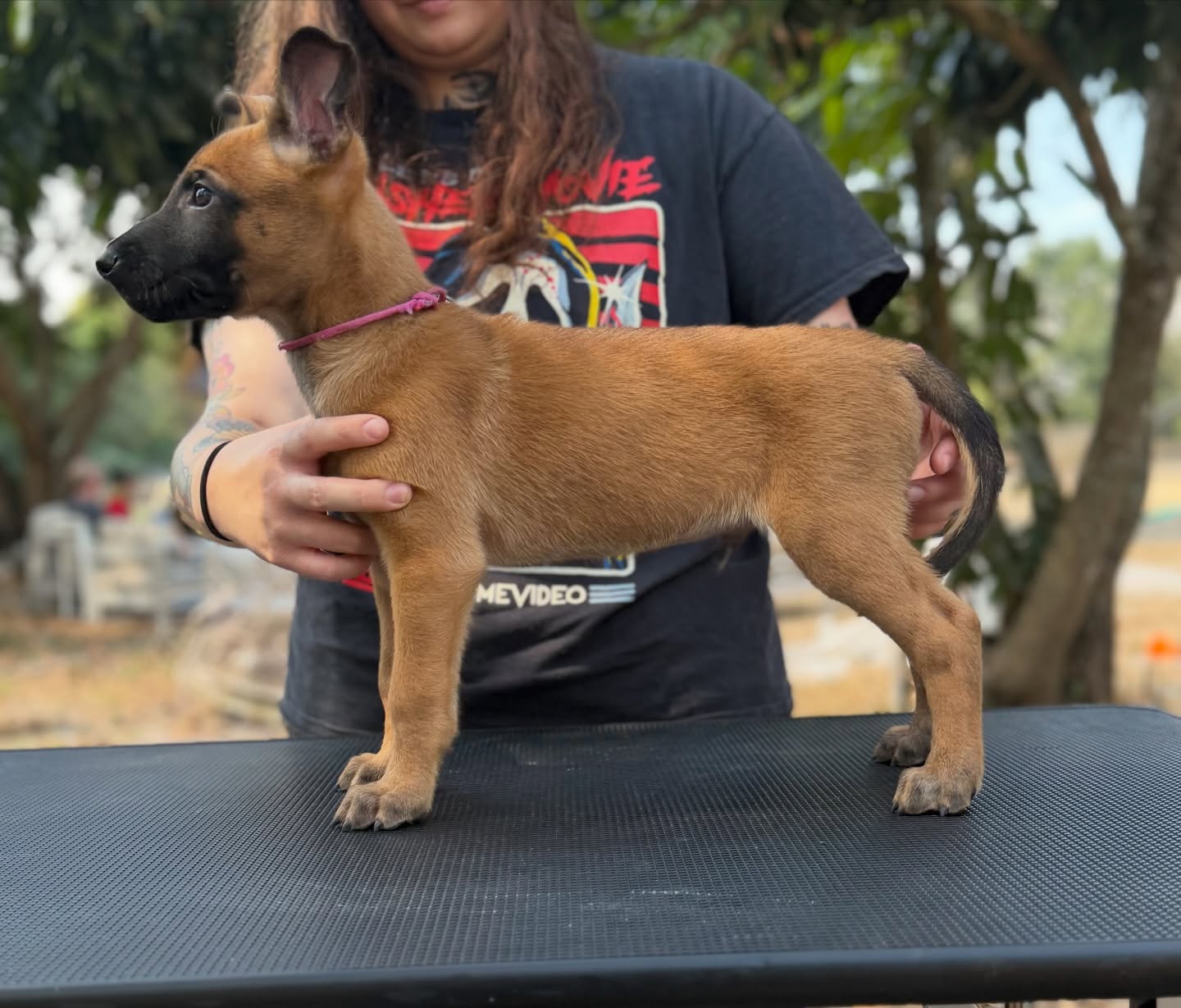 7 weeks old!
1 week left with all of the babies together, time has definitely flown. Thank you Melissa for helping me get stack photos and Marquise for evaluating them.
I still have a 1 puppy available
Chorus (Yellow Collar) is the most square and darkest puppy. I would love for him to go to a suit sport home or into detection.
https://www.working-dog.com/breed/vd-Hunde-der-neuen-%C3%84re-319101
•
•
#belgianmalinois #malinois #sportdog #workingdog