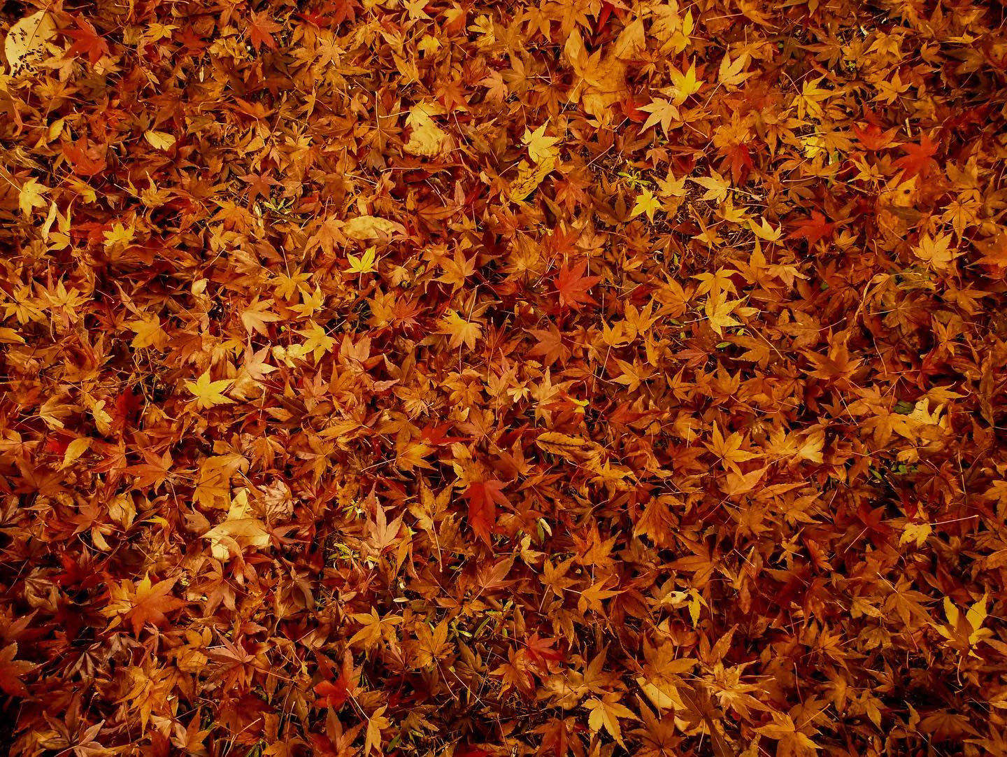 japanease maple deep deep...
#japanease #autumnleaves #autumn #fallcolors #fallfoliage #naturephotography #naturelovers #colorphotography #fallenleaves #quietlife #teaceremony#foryou