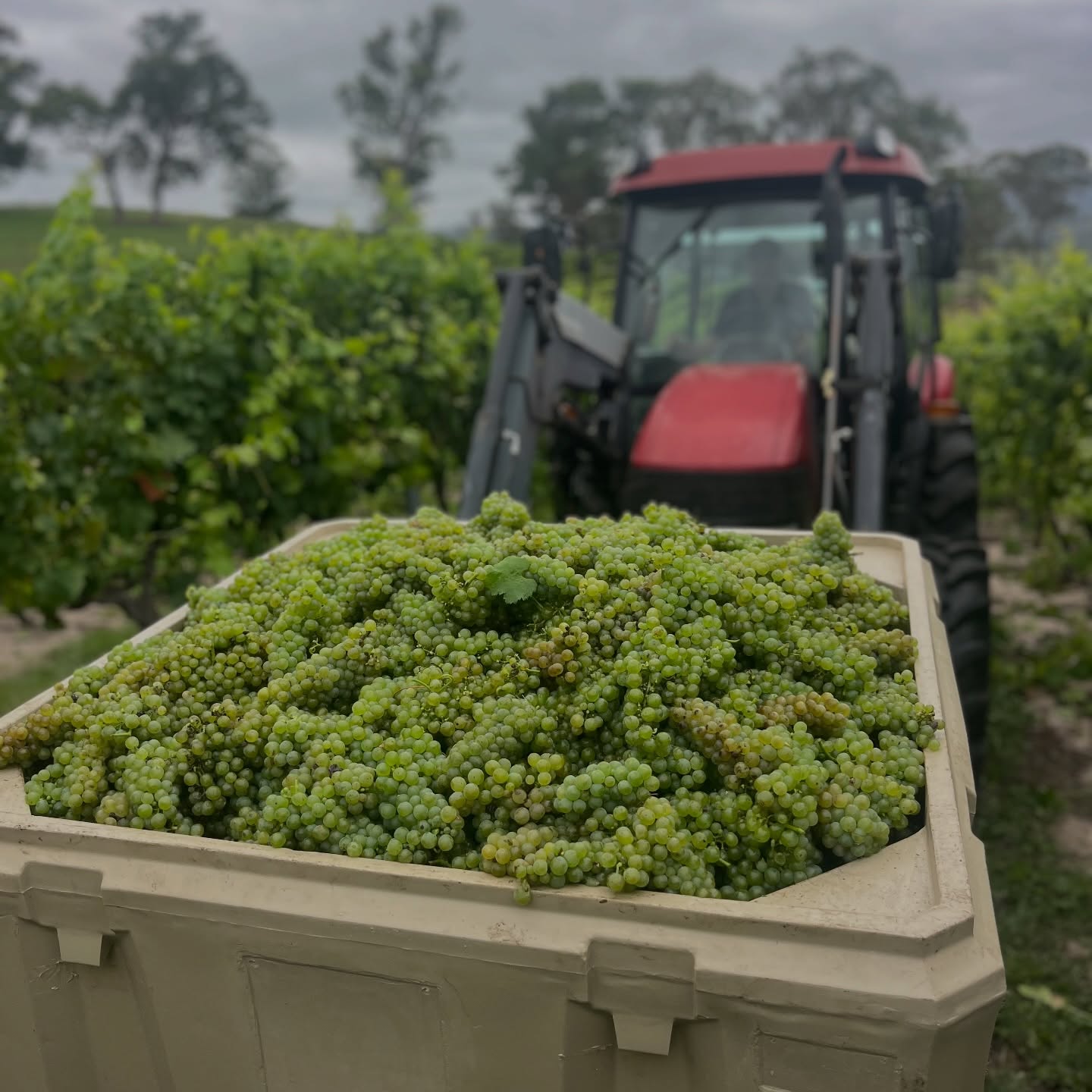This is both the most exciting and the most stressful time of the year in the vineyard. Crossing everything for a great harvest while hoping the birds give us a break and the weather gods are kind to us in the weeks leading up to picking. Then finally sending this beautiful fruit off to our trusted winemaker to create the Megalong Creek Estate wines that we have become so proud of. #megalongcreekestate #thebluemountainswine #localwine #familyownedandoperated #bluemountainsnsw