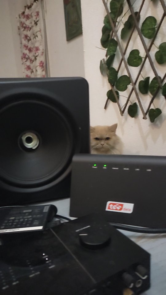 Shamshoon destroyed the dust cap of my monitor 2 days ago. My rage peaked, but I cooled down by accepting it, reading Quran, and attending taraweeh prayers to heal the energy
I kicked him out of the room for a night and had thoughts of cooking him for iftar š„Ŗš„Ŗ heard cat hawawshi is delicious š
What would you do?