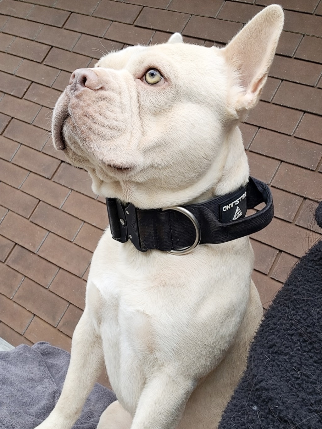 Eden. 🤍⛲️
Toller CDDY-freier Nachzuchtrüde in der Farbe cream. 🤍
Eden ist mit dabei bei der Wanderung und geniesst frische Schweizer Bergluft. 😍🏔️
#AlphaBully #Wandern #bullysmitnase #bergluft