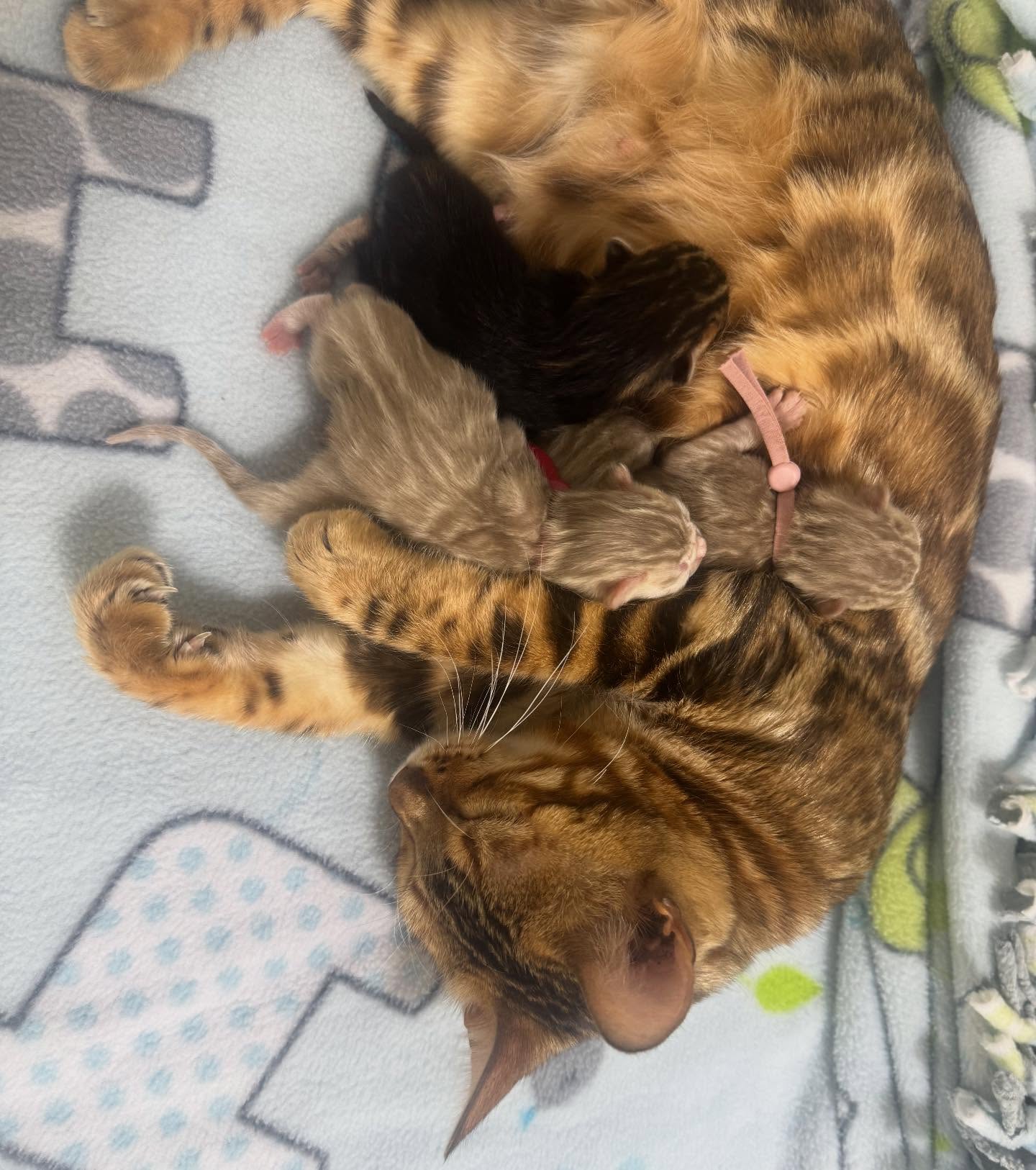 The sweetest surprise from our girl Fawn 🥹
•
•
•
#bengal #bengalcat #bengalkitten #bengalbreeder #tica