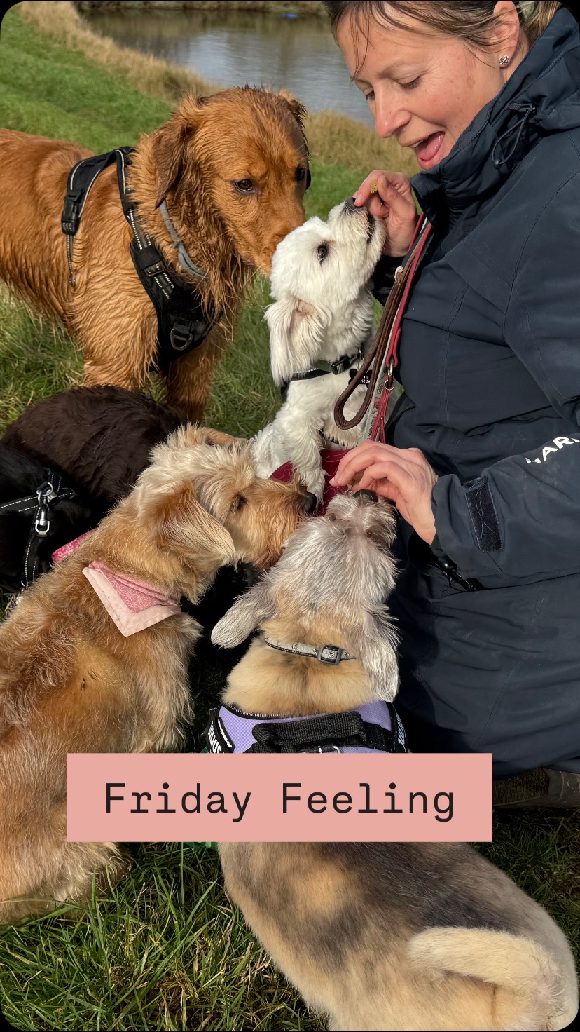 💜 Who knew a puddle could bring so much excitement to our Friday crew today!! No paws were left dry as everyone splashed, paddled, or dived right in.
Magic biscuits were definitely on the menu! 🦴 Those furry friends totally owned that Friday vibe with their infectious energy.
Shoutout to my awesome SIL for lending a hand (on some leads)!
#dogwalker #dogwalkerrochford #professionaldogwalker #fridayfeeling #groupdogwalks