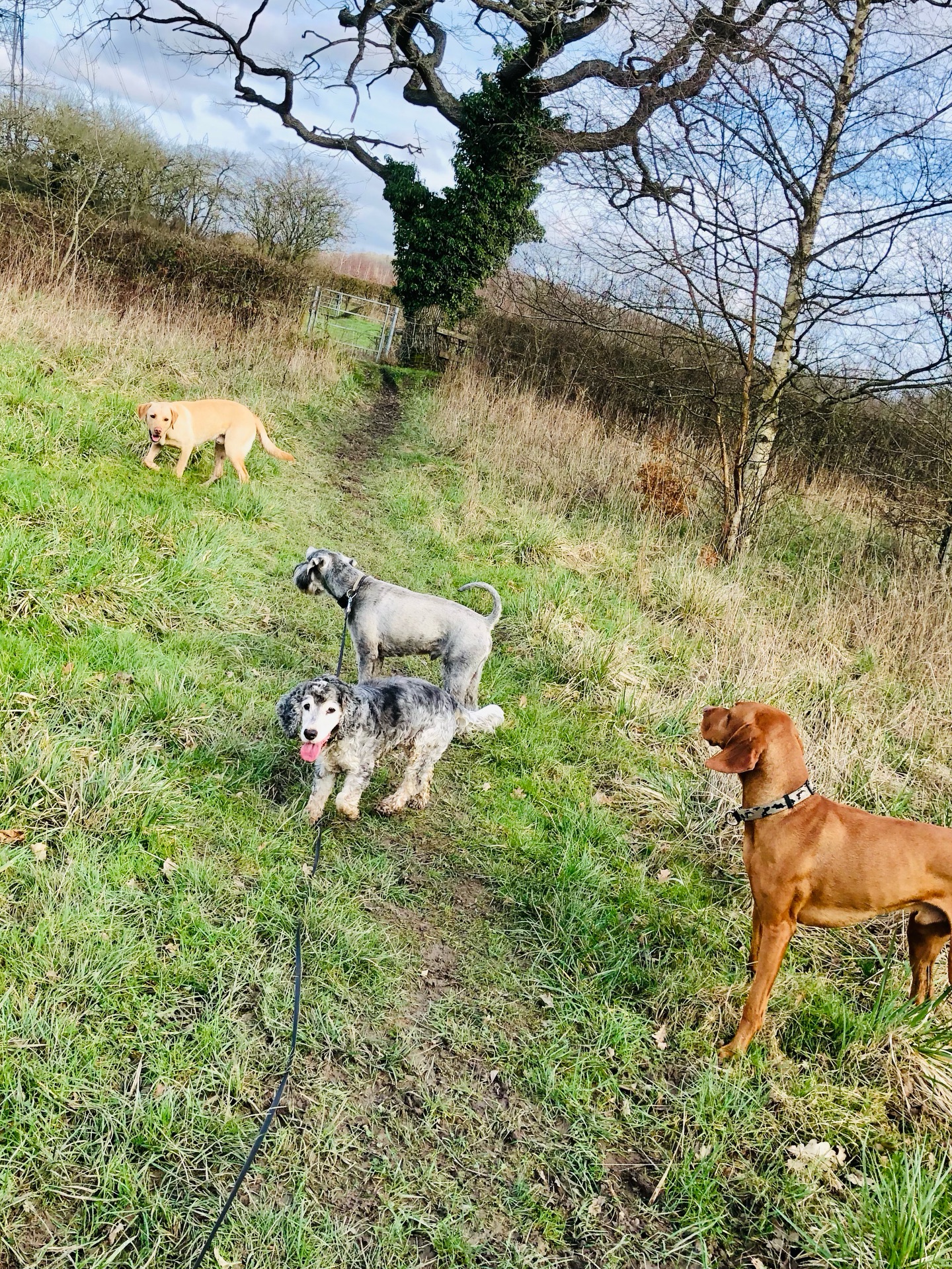❤️🐾
If your dog would like to have a walk with us then contact us at www.ardendogwalking.co.uk and check out our half-day experience.
#ullenhall #tanworthinarden #hockleyheath #henleyinarden #dog