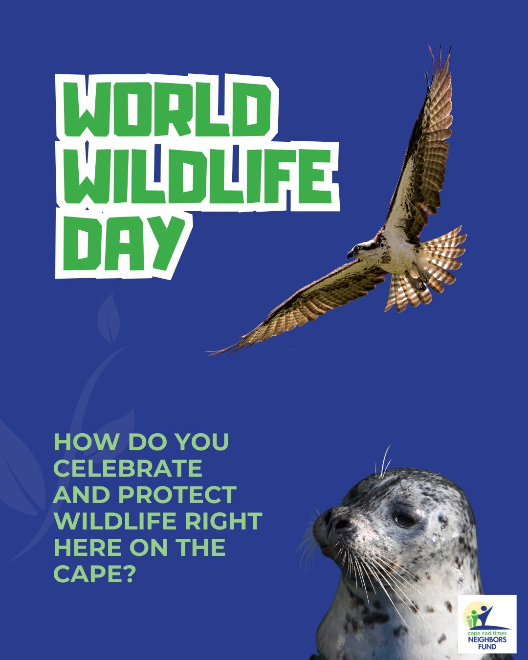 World Wildlife Day is relevant to our small Cape Cod community. How do you celebrate and protect wildlife right here on the Cape?🌱💙
Every choice we make, whether it's reducing plastic waste, supporting conservation efforts, or respecting local habitats, helps keep Cape Cod wild for generations to come.
#ProtectCapeCod #WildlifeConservation #WorldWildlifeDay #capecod #nantucket #marthasvineyard #nonprofit #neighborshelpingneighbors