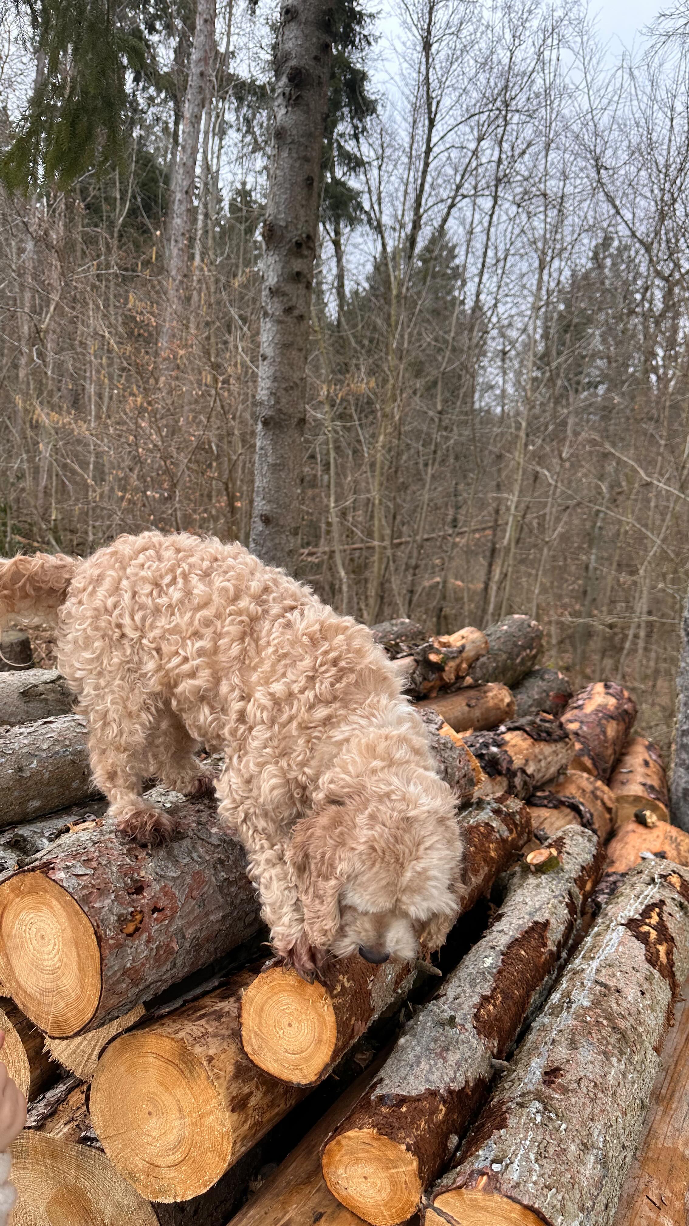 Oft suchen wir im Außen nach Antworten.
Mehr Erklärungen. Mehr Strategien. Mehr „Richtig machen“.
Doch echte Veränderung beginnt innen.
Im hundegestützten Coaching wirkt der Hund wie ein ehrlicher Spiegel 🐾
Er reagiert nicht auf Worte – sondern auf Haltung.
Auf Spannung. Auf Klarheit. Auf innere Unruhe.
Und genau darin liegt die Kraft:
Du und dein Kind beginnen, euer eigenes Verhalten zu erkennen.
Ihr spürt unmittelbar, was wirkt – und was nicht.
Ohne Bewertung. Ohne Druck.
So entstehen Lösungen nicht von außen vorgegeben –
sondern aus euch selbst heraus.
Nachhaltig. Echt. Tragfähig.
Wenn du erleben möchtest, wie dieser Spiegel Veränderung möglich macht:
💌 Schreib mir eine Nachricht – und ich sende dir den Link zum Zoom-Infoabend.
#kinder #familie #leben