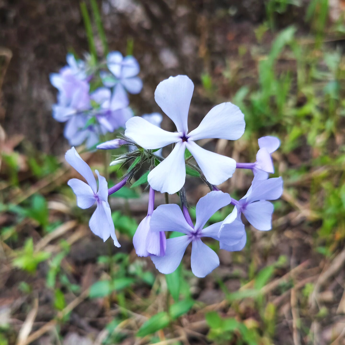 Thursday Moment of Zen. Woodland phlox (Phlox divaricata) blooming along the east bank of the river this afternoon. Peace y'all.