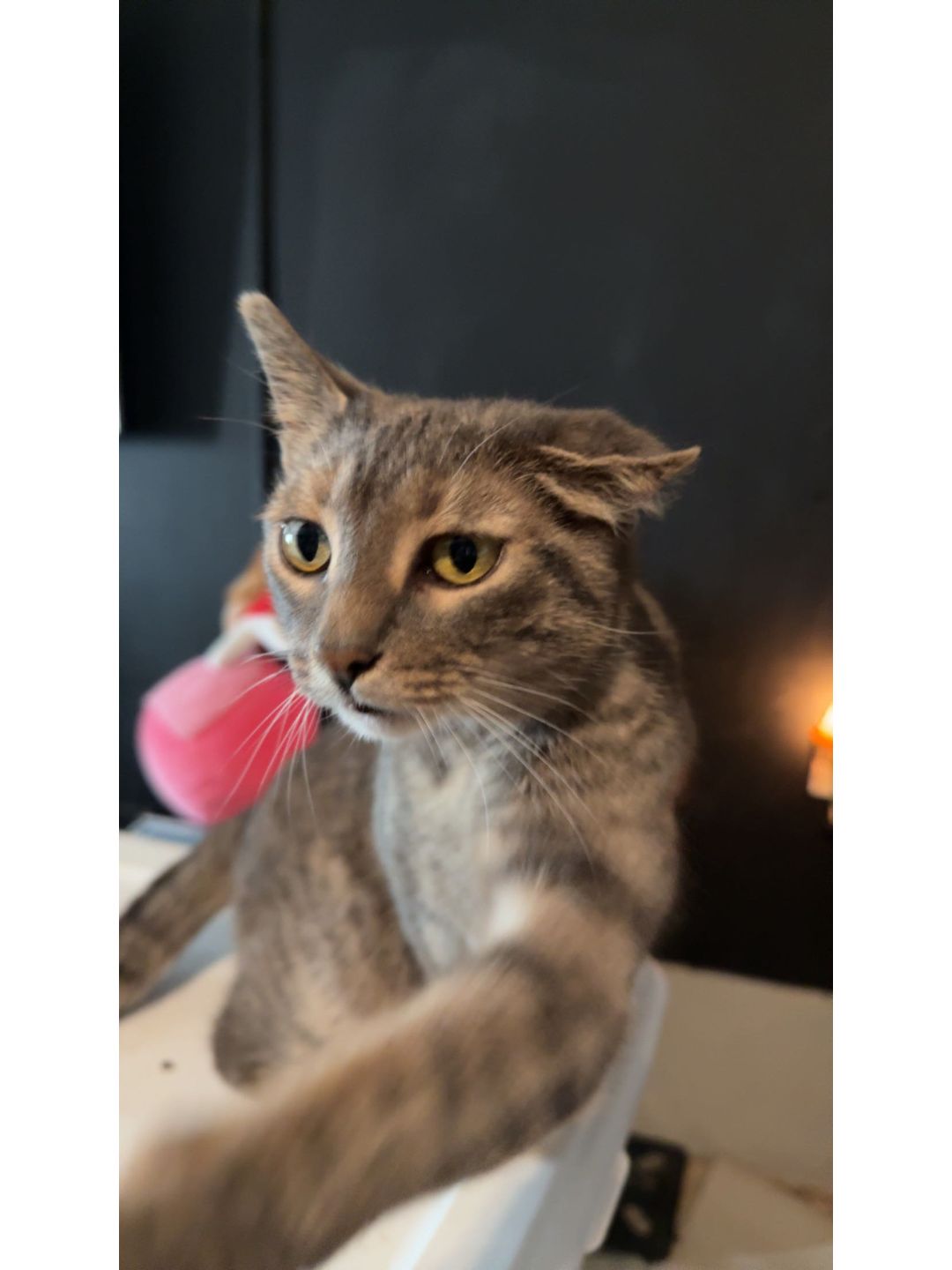 If Princess had thumbs, we'd all be in trouble. The treat container would never be safe again, doors would mysteriously be open, and I'm pretty sure she would figure out how to order toys online just because she could!
She already runs the house without opposable thumbs, so giving her that kind of power feels risky.
Now I need to know, what would your pet do if they had thumbs? Would they help with chores… or completely take over?
Drop a photo in the comments or tell us your best guess. Extra credit if you add thumbs to the picture because honestly, we want to see it! #IfPetsHadThumbsDay #ellisnco #InsuranceAgency