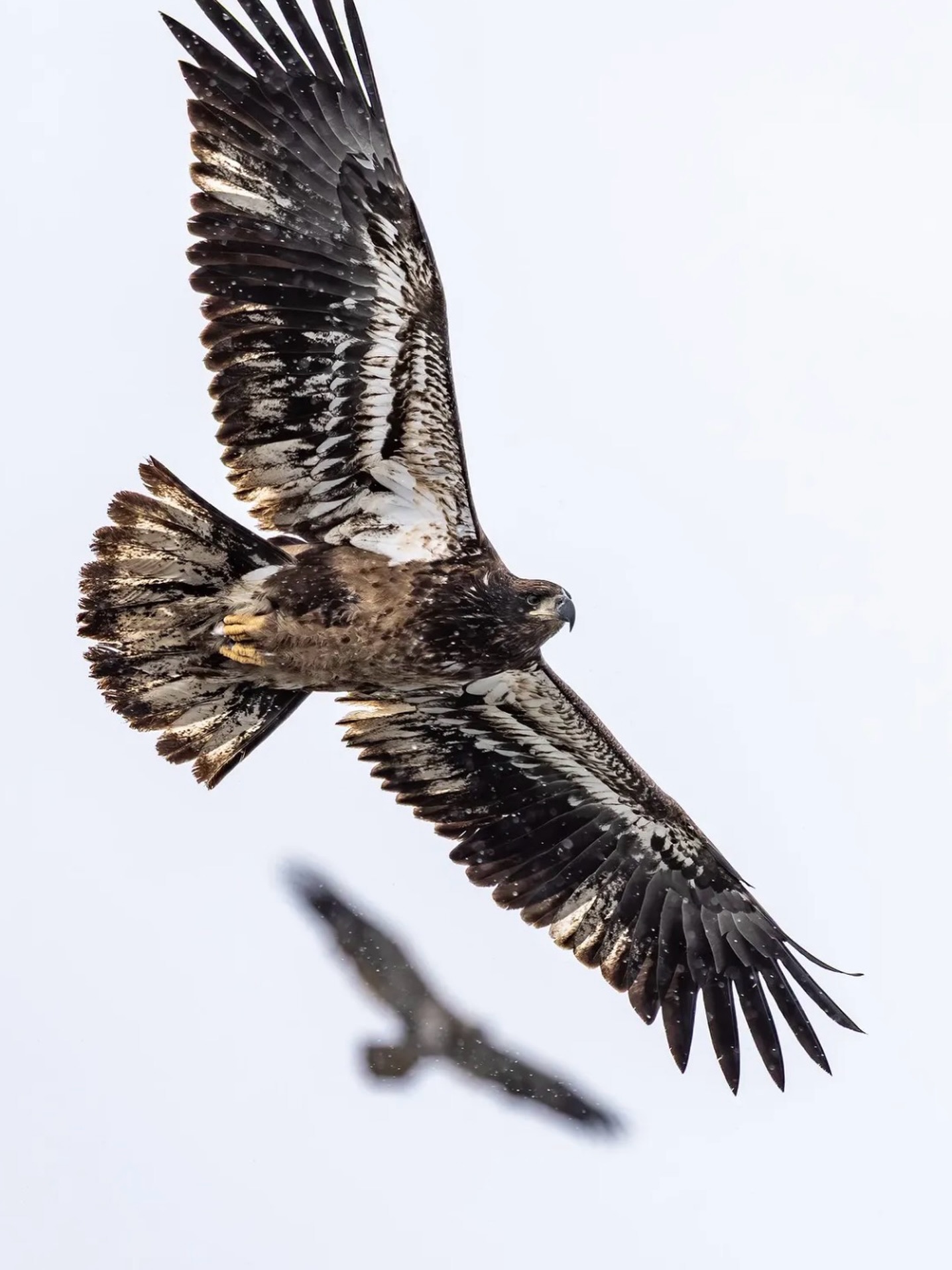 Bald eagles are most commonly spotted at Starved Rock during the winter months, but they can be seen year-round. You don’t need a frozen river to catch a sighting like this. Keep your eyes on the tree lines and bluffs along the Illinois River. #starvedrockhikers
📸: @thenaturehaven