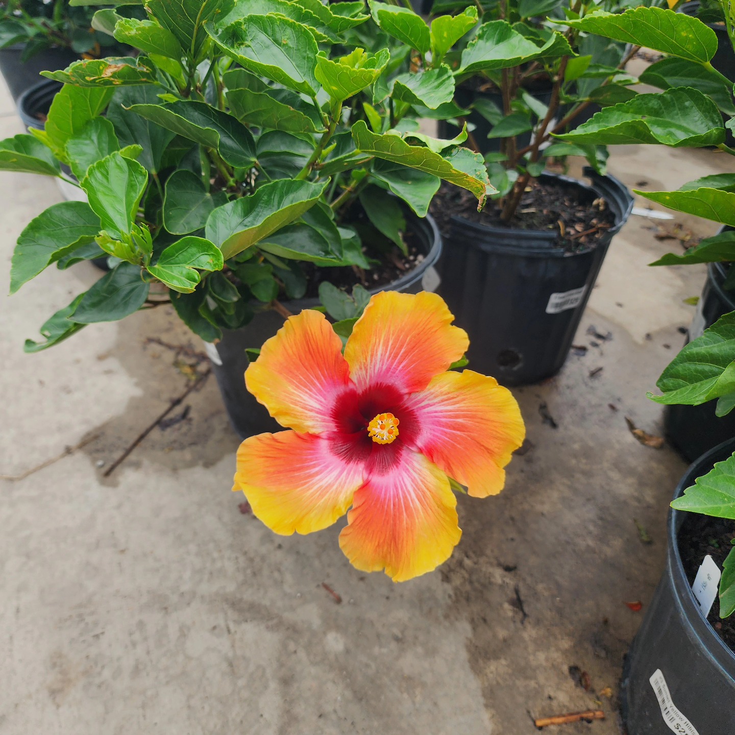 Hibiscus are beginning to come in y'all
🌺 🌺 🥰😍😍🥰🌺🌺