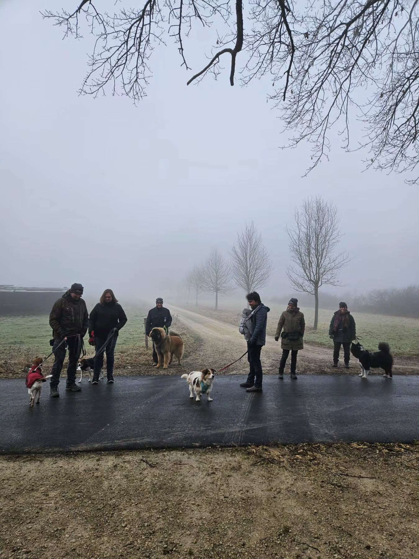 Begegnungsspaziergänge gehören für mich zu den wichtigsten Bausteinen in der Begleitung von Mensch & Hund.
Aber was steckt eigentlich dahinter?
Es geht nicht darum, perfekt aneinander vorbeizulaufen.
Es geht nicht um Gehorsam in der Gruppe.
Und auch nicht darum, dass Hunde „funktionieren“.
In gut begleiteten Begegnungsspaziergängen dürfen Hunde:
🐾 Kommunikation mit Artgenossen erleben
🐾 Konflikte vermeiden lernen
🐾 sich im sozialen Miteinander orientieren
🐾 Unsicherheiten abbauen
🐾 Vertrauen zu ihrem Menschen aufbauen
Und wir Menschen lernen gleichzeitig:
✔ Körpersprache zu lesen
✔ Signale frühzeitig zu erkennen
✔ unseren Hund im Alltag besser zu begleiten
✔ ruhig und klar zu handeln
Begegnungen mit anderen Hunden, Menschen oder Umweltreizen gehören zum Alltag.
In unseren Spaziergängen üben wir genau das –
ruhig, kontrolliert und alltagsnah.
Nicht schnell.
Aber nachhaltig.
Du möchtest wissen, wie ein Begegnungsspaziergang bei mir abläuft?
Melde dich gerne bei mir 📩 kontakt@codedoglove.ch
Alle Infos findest du auf meiner Website. Link in Bio.