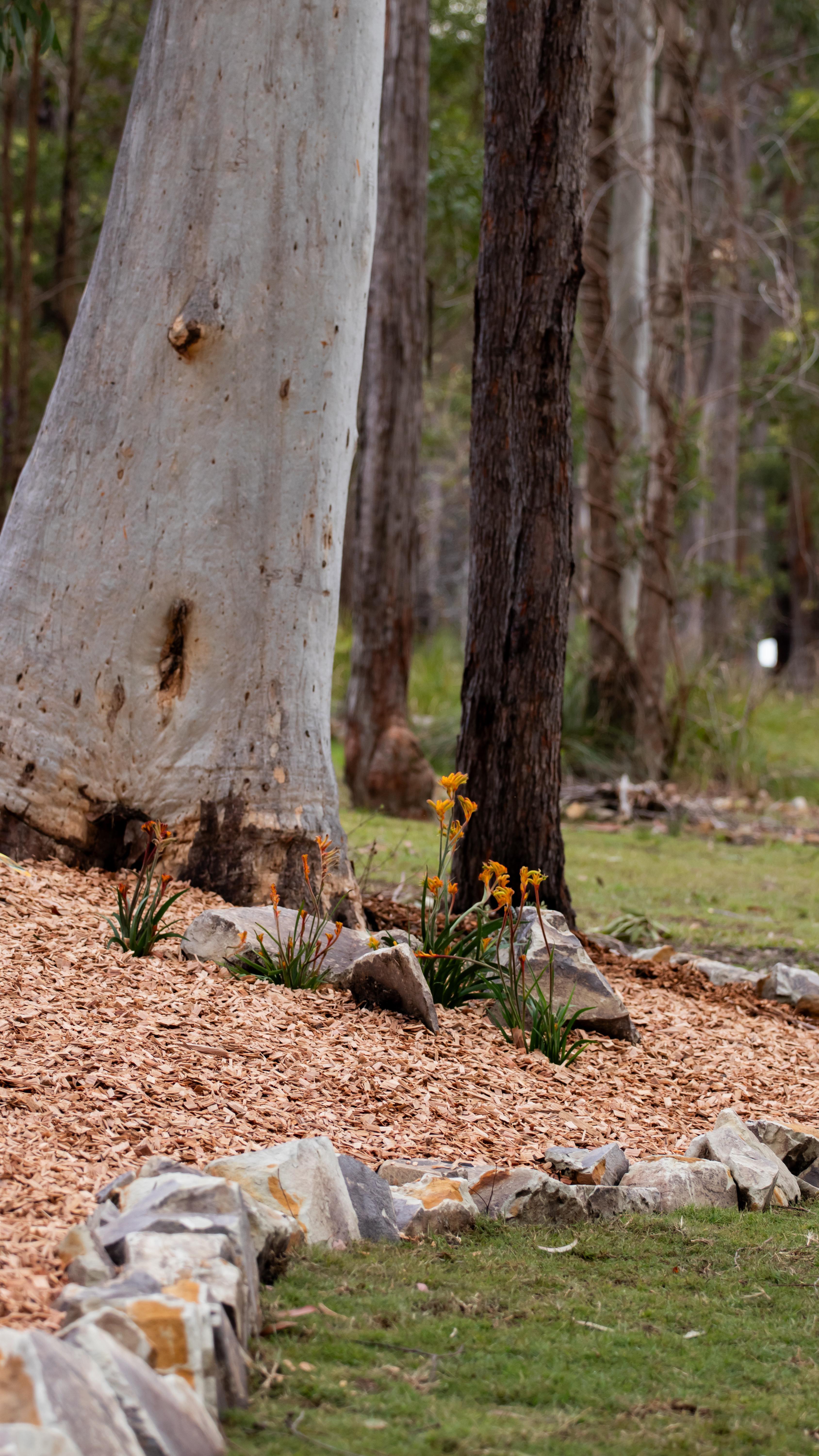 ⭐️⭐️⭐️⭐️⭐️
“We have no hesitation in recommending Troy and his team at Macleay Valley Landscapes. We are extremely happy with the advice provided in the design phase and the work completed for us. Some unforseen changes had to be made due to a significant weather event and the team were at pains not to create colateral damage to our property after heay rain conditions. We would definitely choose MVL again for any future project”
Have we finished a project for you recently? We’d love to hear from you, leave us a google review! 💪🏼
#clientreview #googlereview #macleayvalleylandscapes