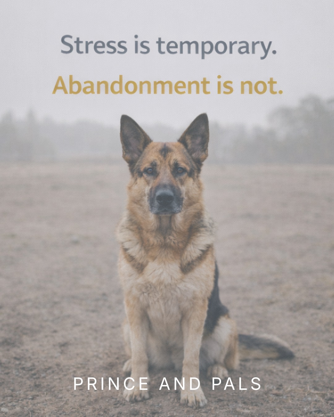 Traveling more for work doesn’t mean your pet has to lose their home. Dog sitters, boarding, family help, and shared care are all options worth exploring. Contact us for more guidance or advice. We are here to help.
#princeandpals #dontabandon #dogs #dogrescues #dogrescue #rescue #adopt
