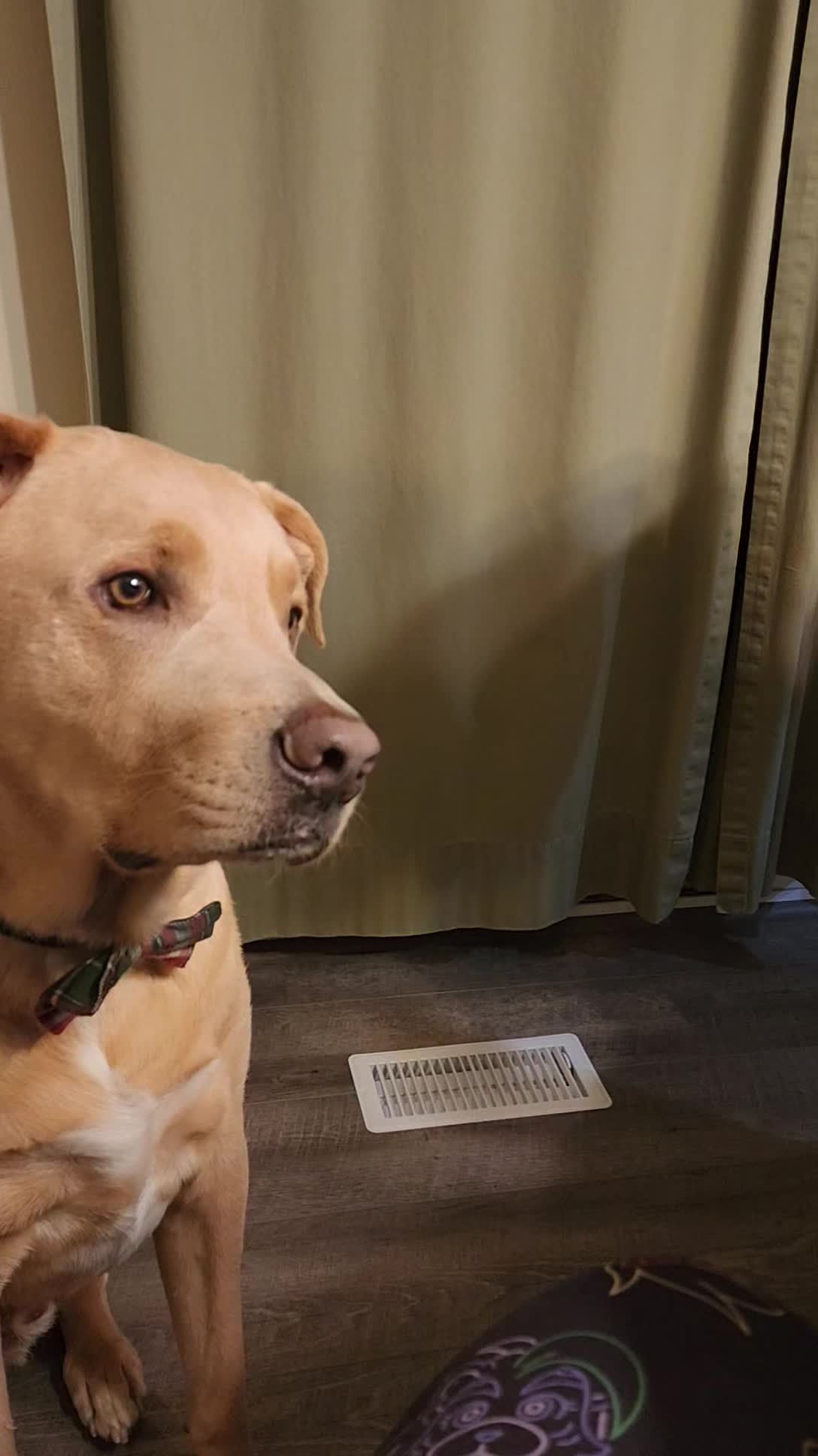 Shout out to that time my brother tried to tell Auggie a riddle
#dogsofinstagram #dogmomma #labmix