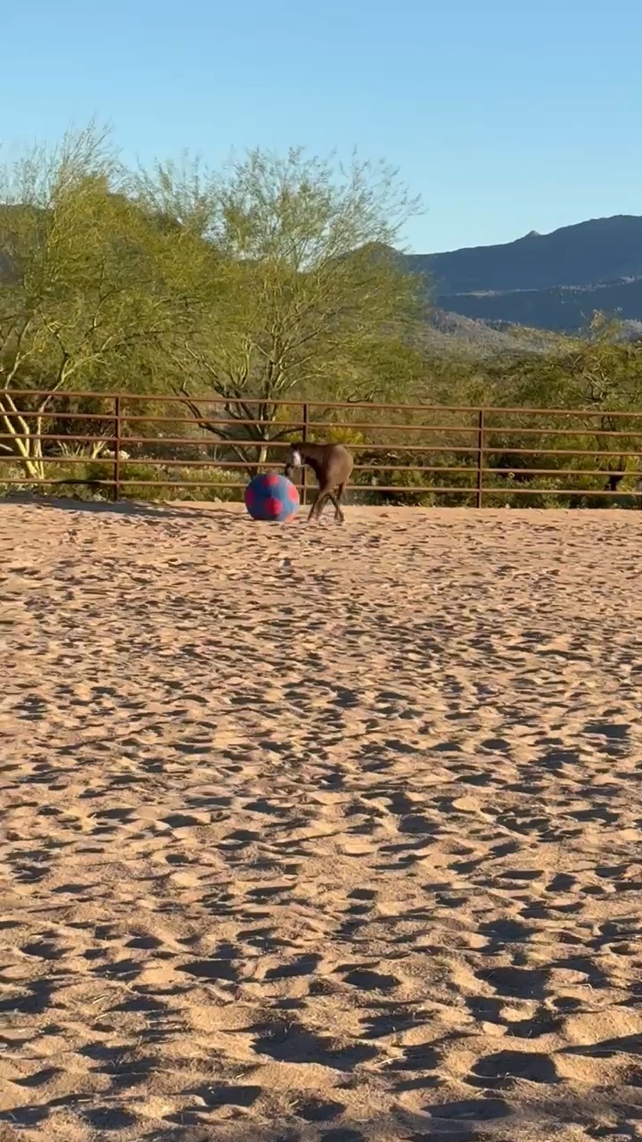 Pony had wayyyy too much fun with his new toy today. What's one way you plan to have fun this month? Can't think of something? Let's schedule a session and Catch will teach you his tricks!