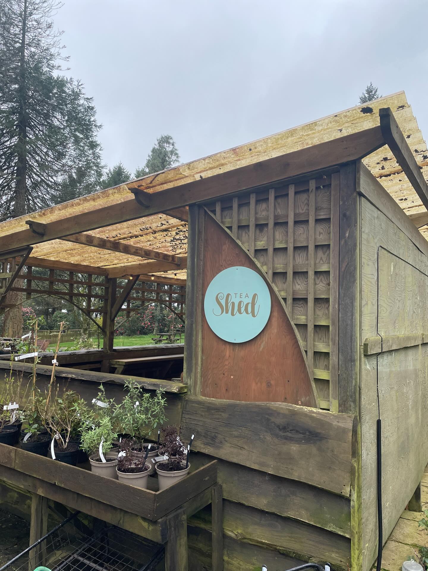 Went for a coffee, came home with a plant… A white flowered jasmine (jasminum officinale) because you can’t have too many fragrant plants!