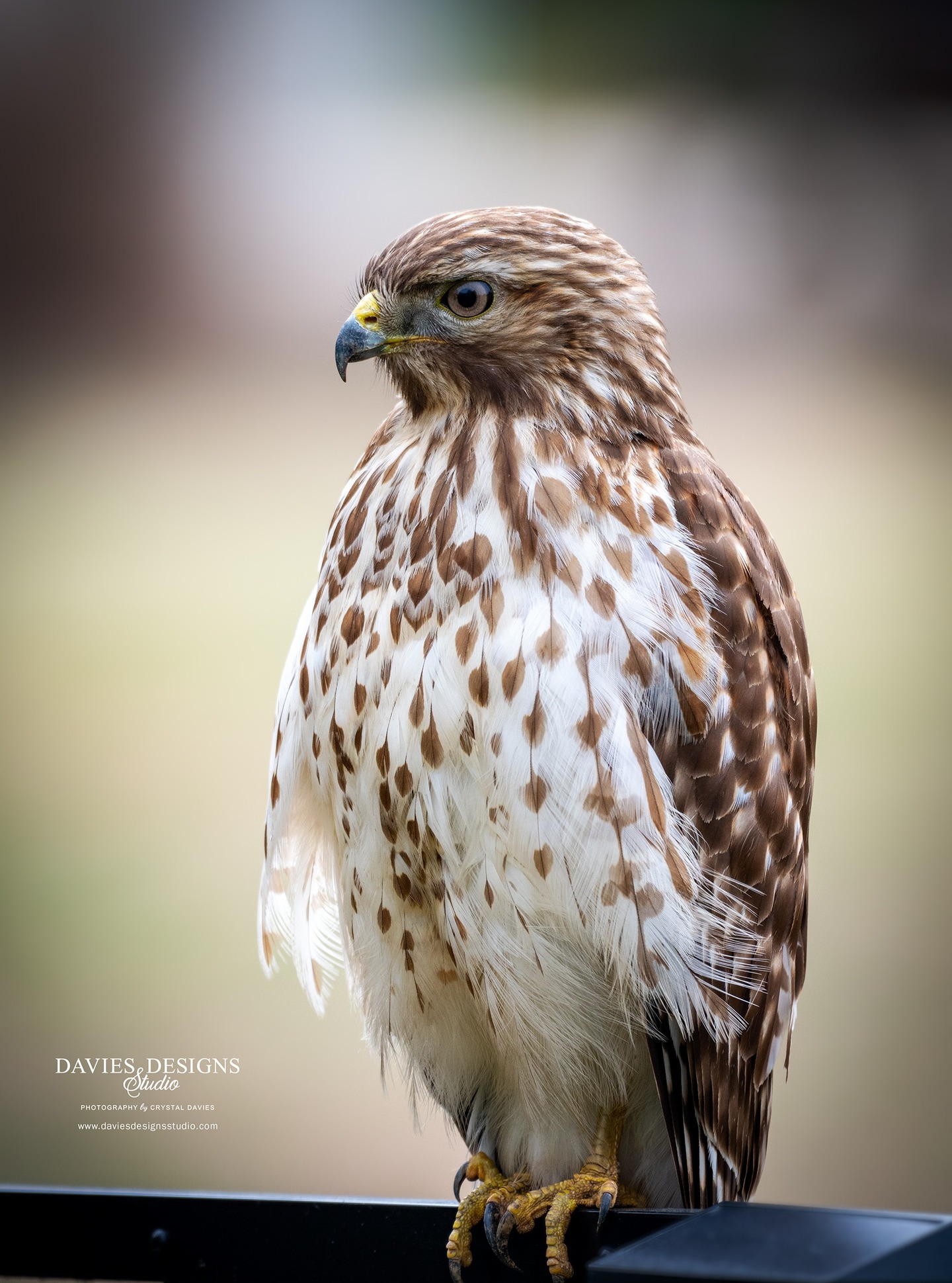 Morning magic from Lake Wylie, SC! 📸
A stunning bird of prey paid a visit to our backyard fence today — and let me get surprisingly close for these shots! Captured with my Nikon 200–500mm lens, these moments are why I always keep a camera nearby.
Nature has a way of stopping you in your tracks… and I’m so glad I got to share this one with you. Hope fellow nature lovers enjoy this glimpse of wild beauty as much as I did. 🥰
- Crystal | Davies Designs Studio
#DaviesDesignsStudio #DaviesDesignsPhotography #lakewyliesc #lakewylielife #carolinawildlife #birdphotography #wildlifephotography #natureinfocus #MorningMagic #southcarolinanature #charlottenc #ExploreTheCarolinas #photographylovers #telephotolens #backyardwildlife #NatureCaptured #nikonphotography