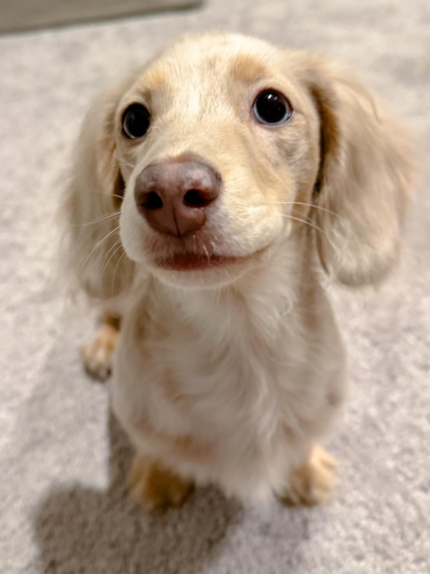 She’s just too darn adorable not to make another appearance on my feed. 🐾 This beautiful dapple girlie crushed her training session yesterday! Her new little “speak” cue and sweet kisses were definitely the highlight. 💓