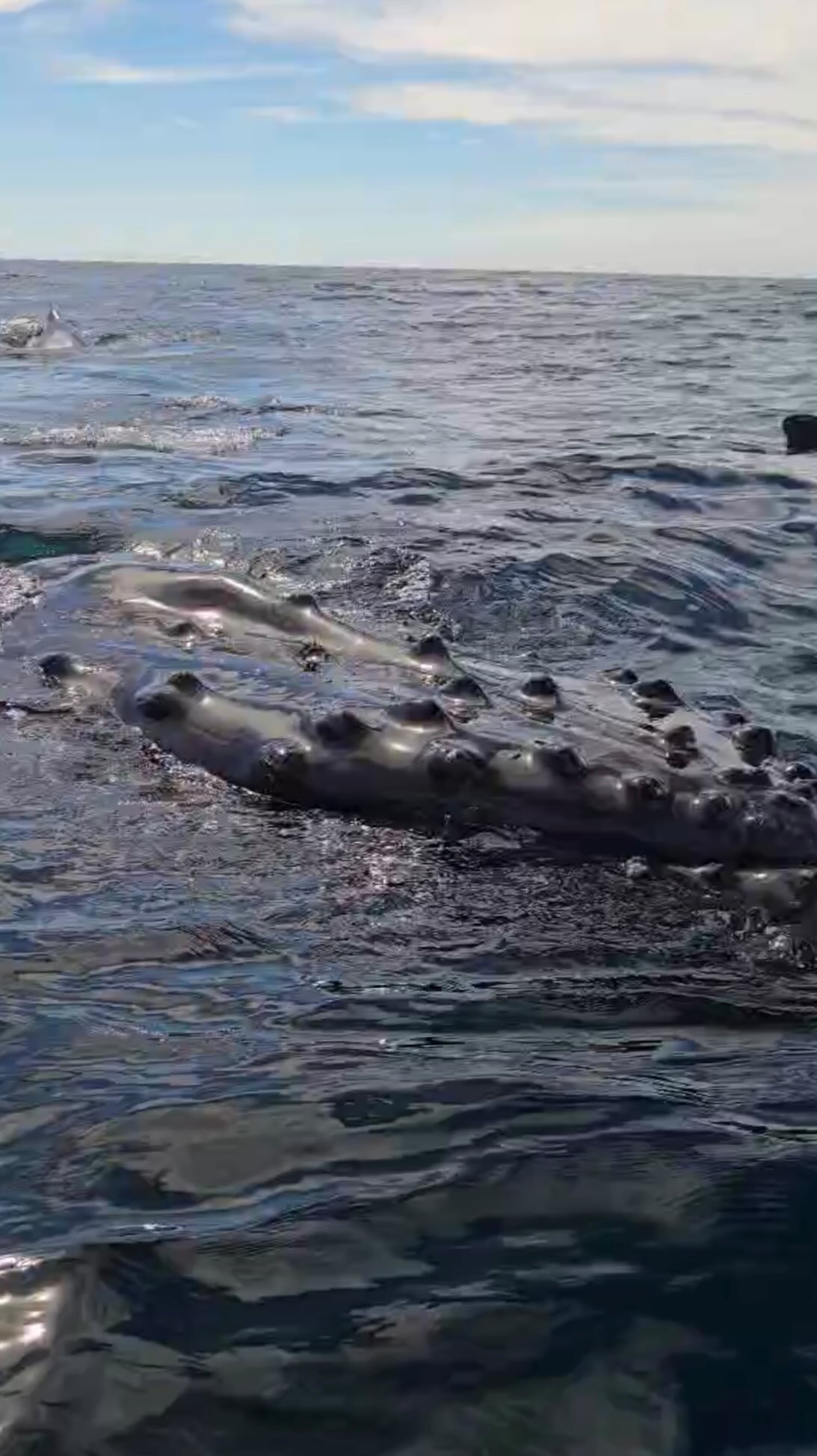 Coming in for my closeup 💅🏻
What a fantastic day in the SBC complete with 12+ humpbacks and over 3,000 dolphins. We ended the trip in a thrilling way as 3 humpbacks came over to “mug” our vessel 🛥️
Checkout the bumps on this humpbacks face! Known as tubercles, these small knobby projections each carry a single hair follicle (whales are mammals you know!) These tubercles serve as sensory organs, allowing the humpbacks to detect water movement throughout their underwater world. Perhaps even allowing the whales to detect huge baitballs of fish when feeding 🐟
Video by Captain @devin.hunt
#santabarbara #whalewatching #southerncalifornia #whale santabarbarawhalewatch